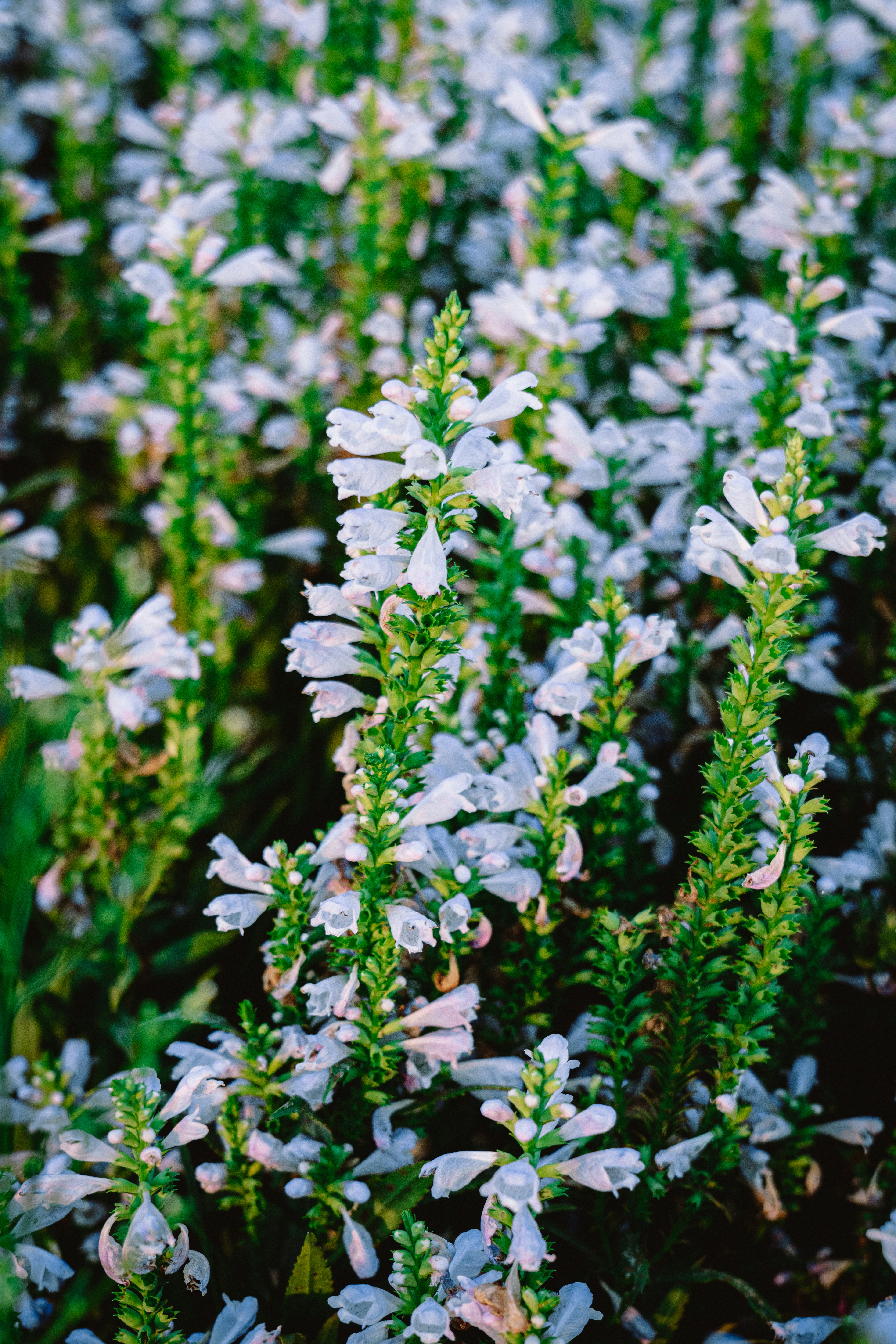 Photo by aasing_gwok