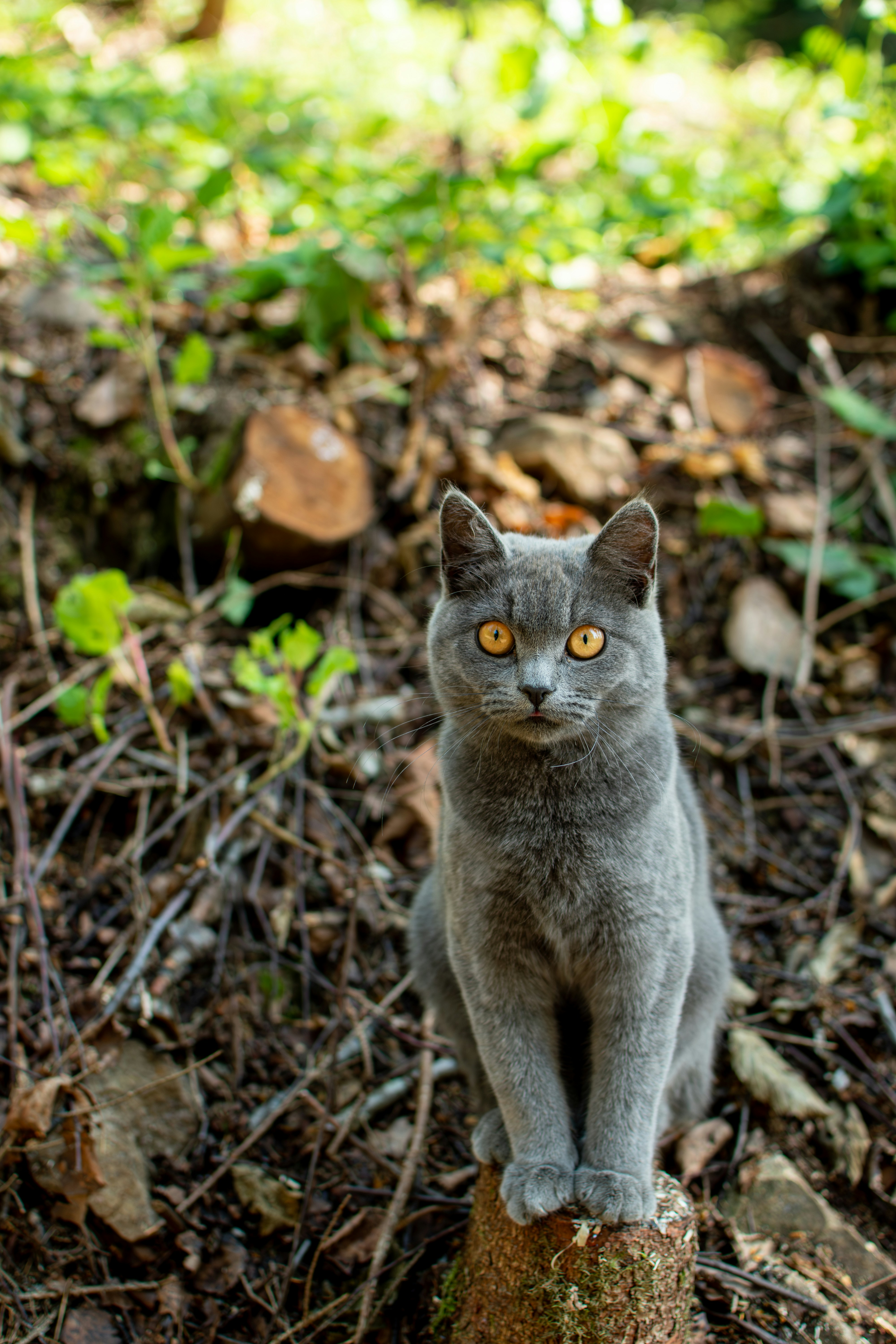 Photo by yevhen_stienin