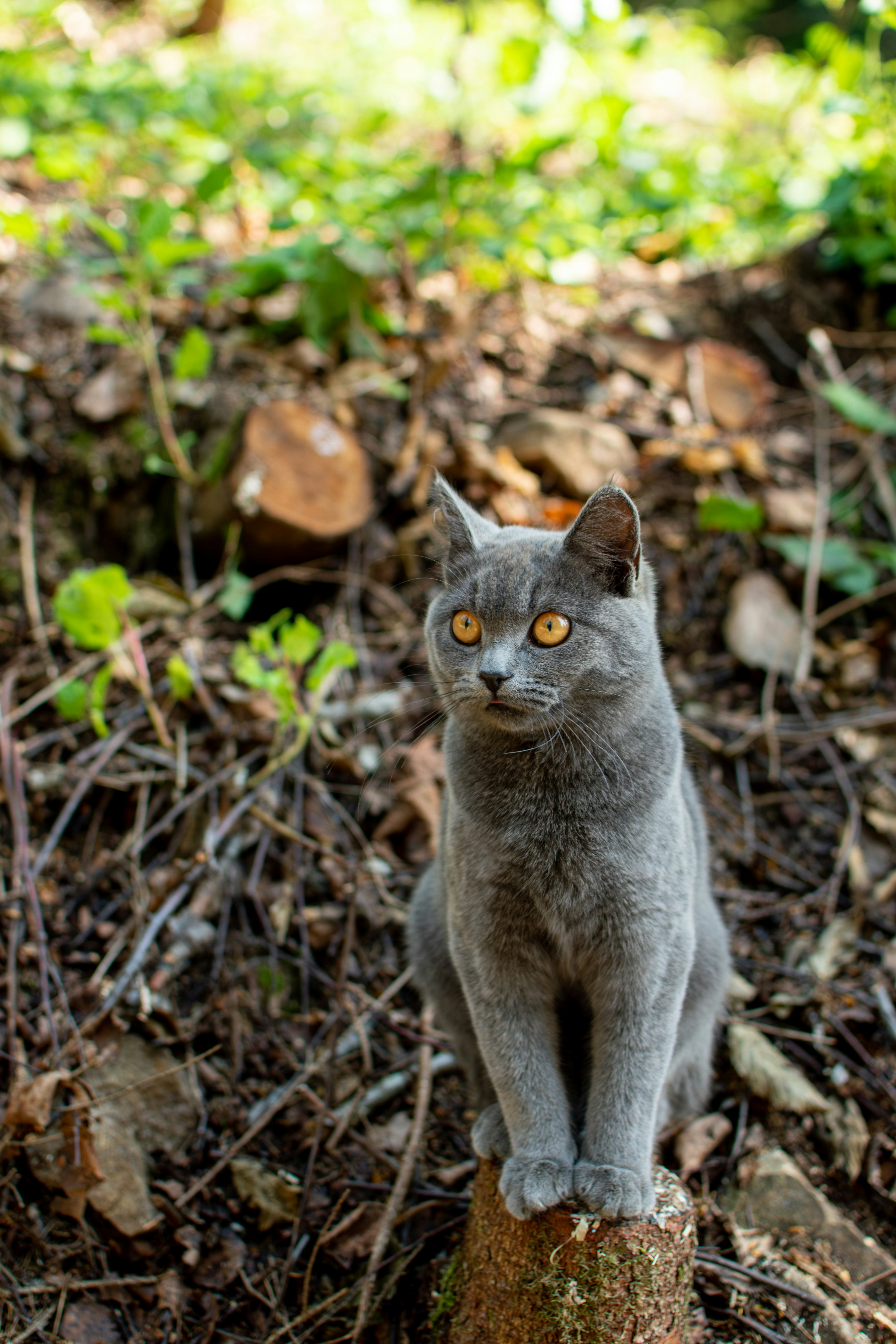 A gray cat sitting on top of a tree stump