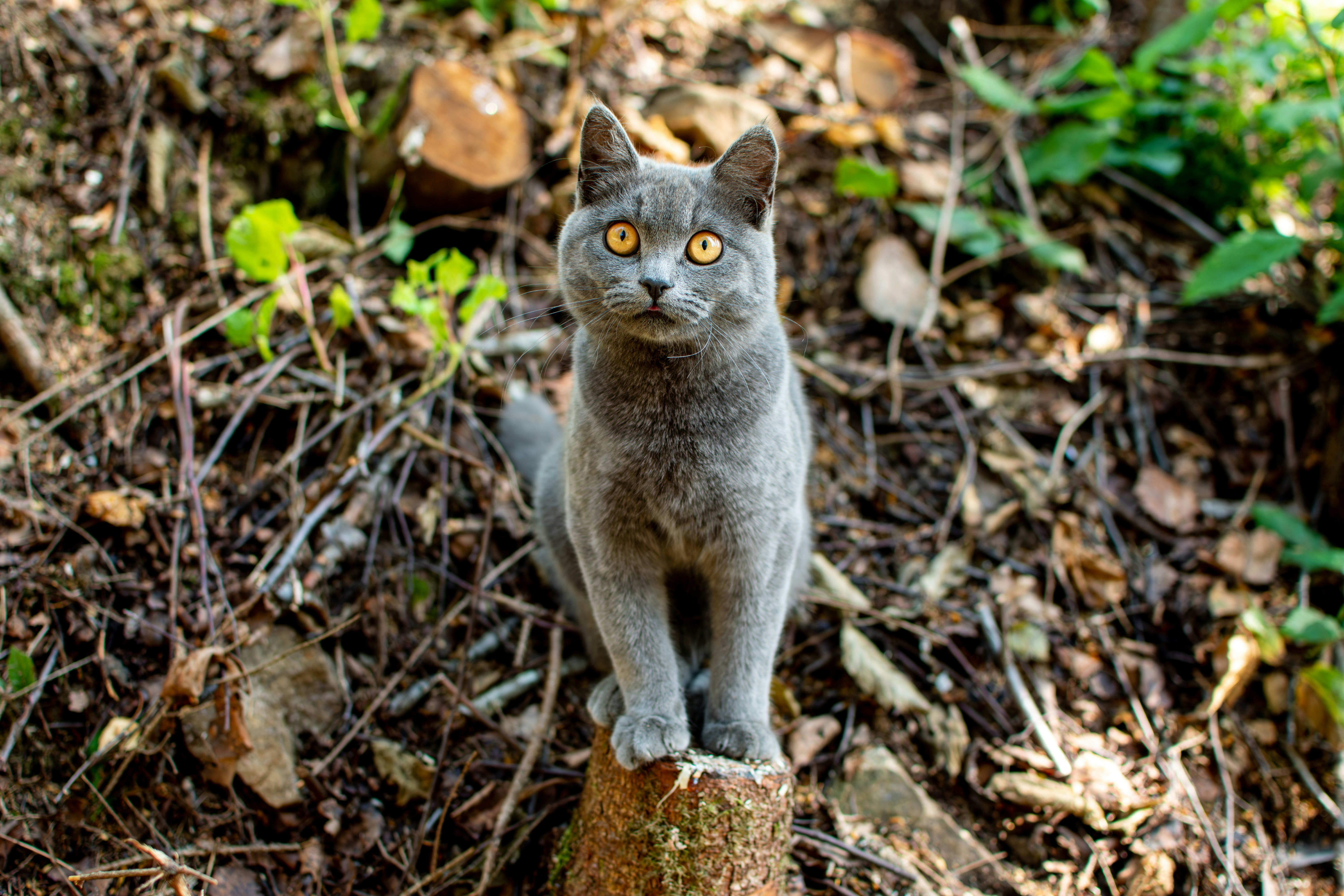 Photo by yevhen_stienin