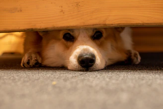 A brown and white dog laying under a wooden table