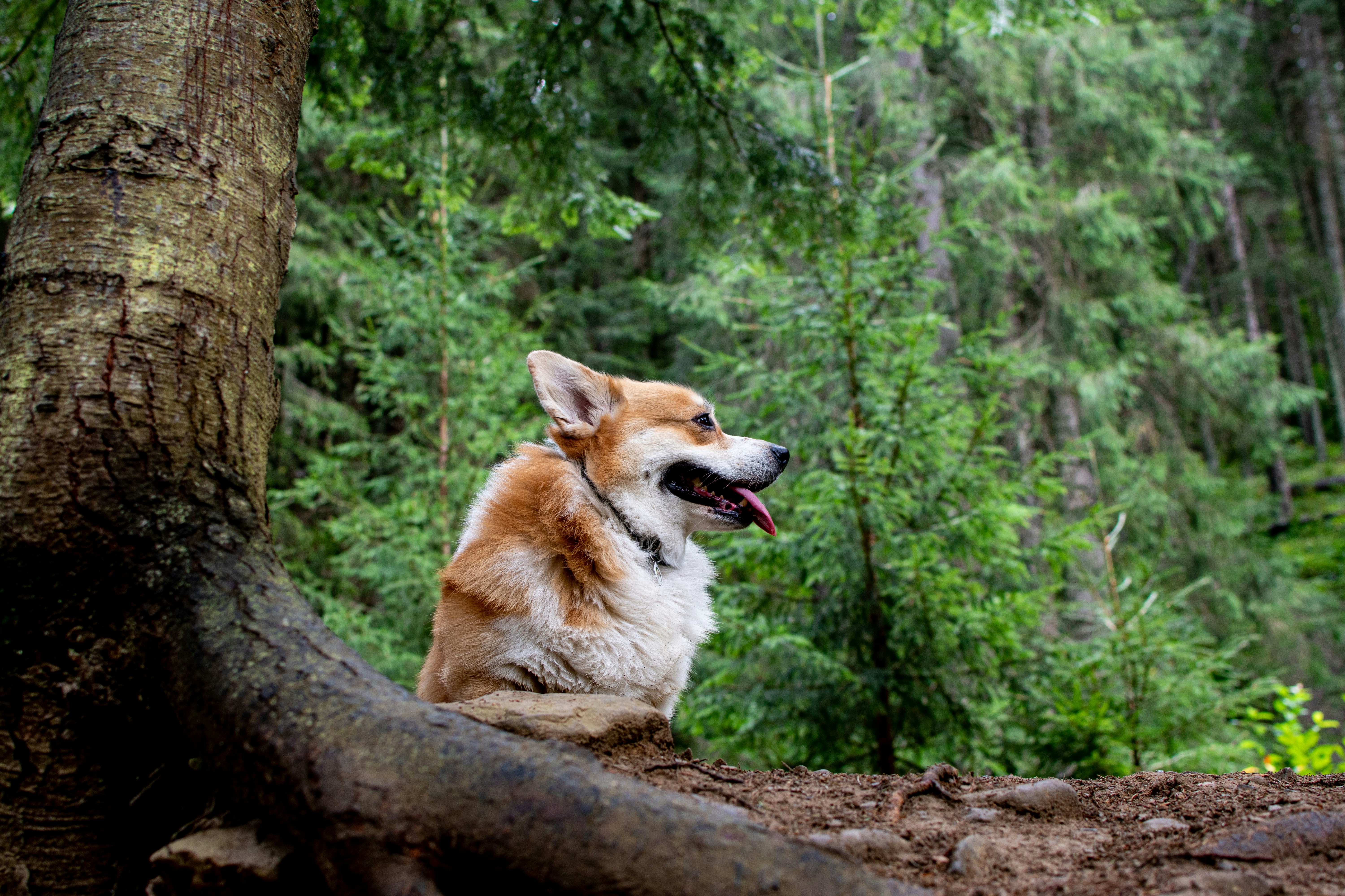 Photo by yevhen_stienin