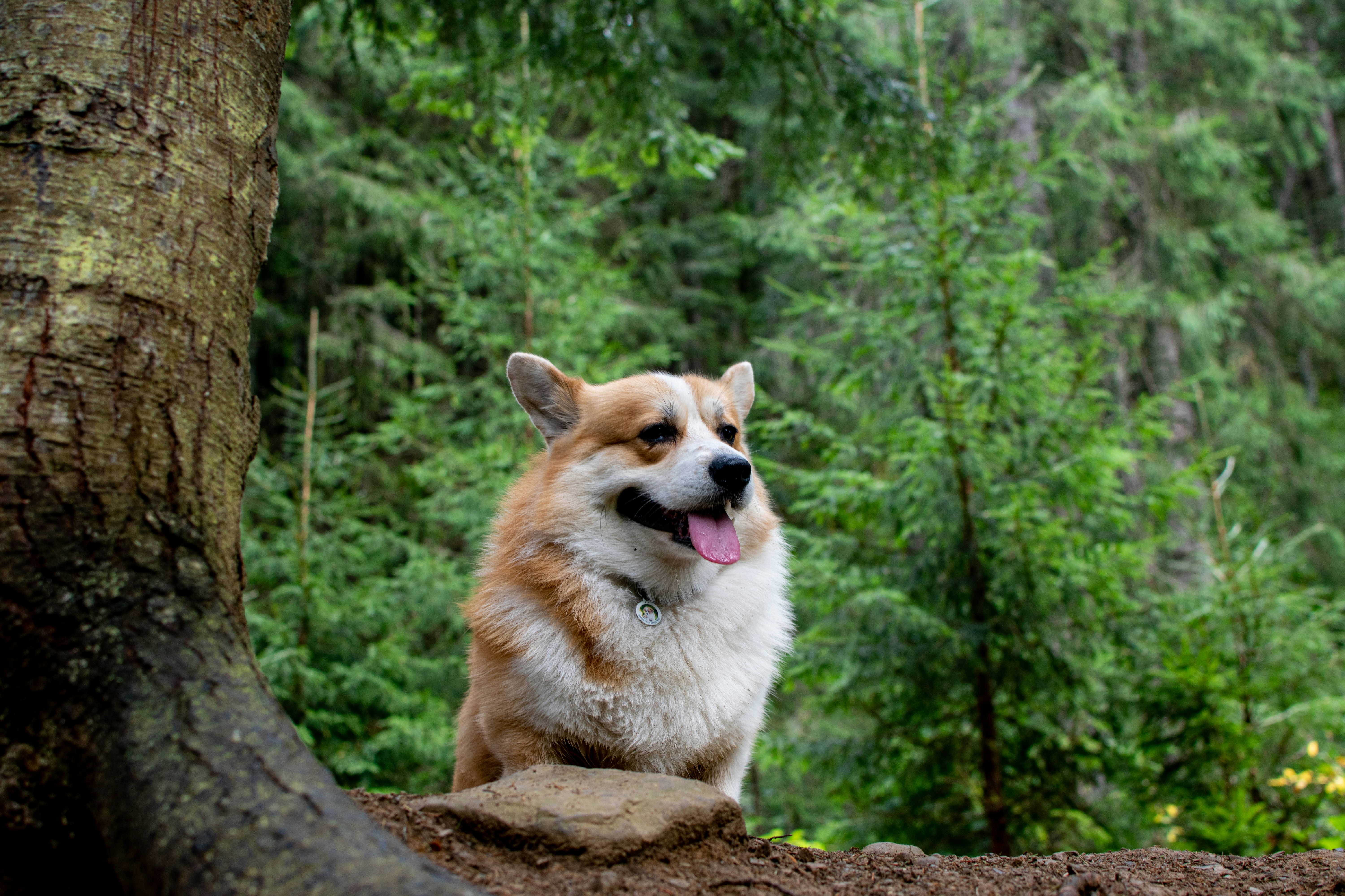 A corgi dog sitting on a rock next to a tree