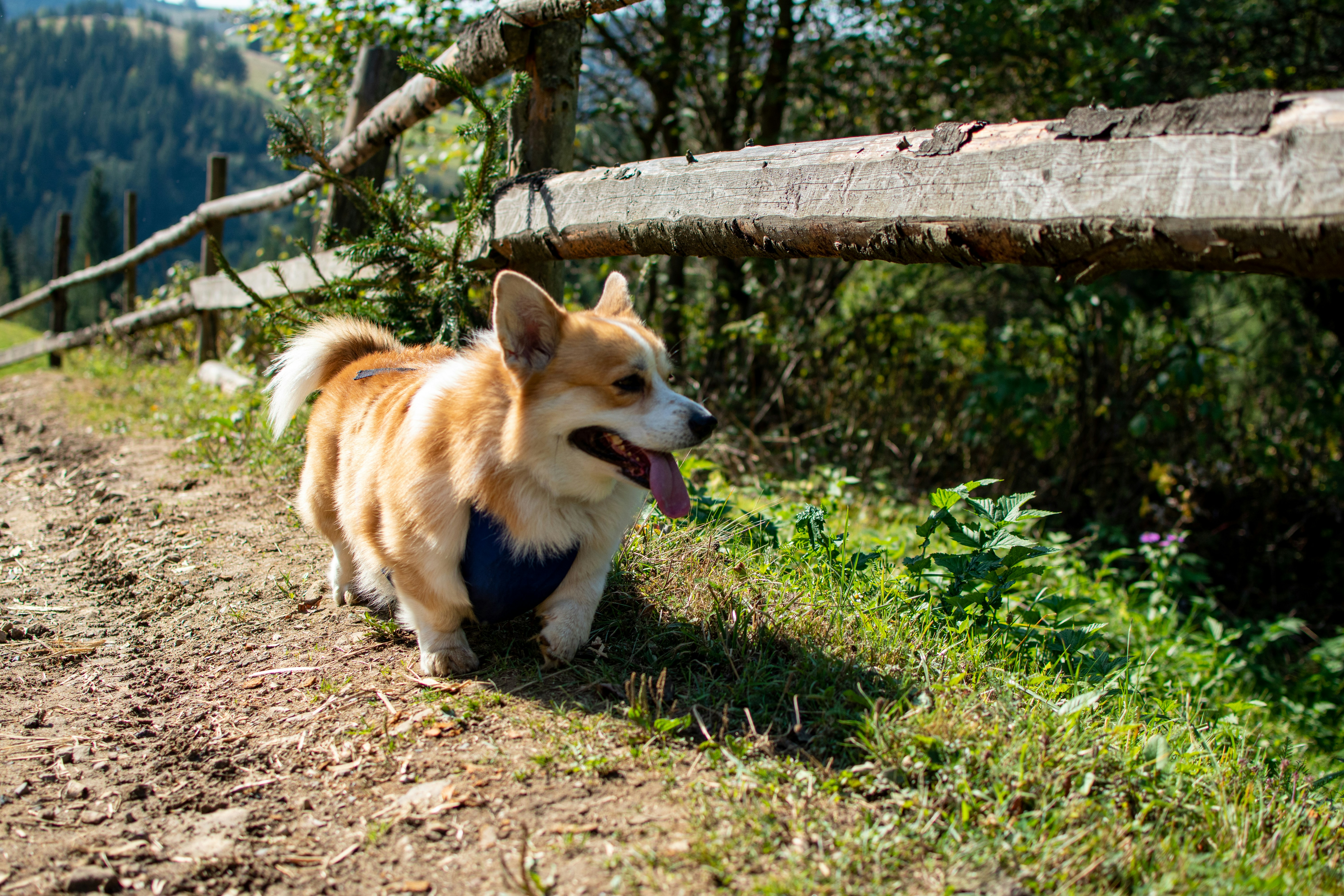 Photo by yevhen_stienin