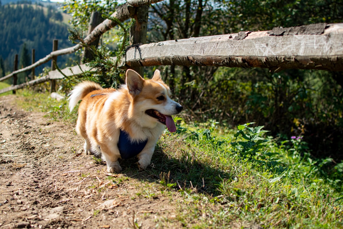 A brown and white dog standing on top of a dirt road in desert terrain