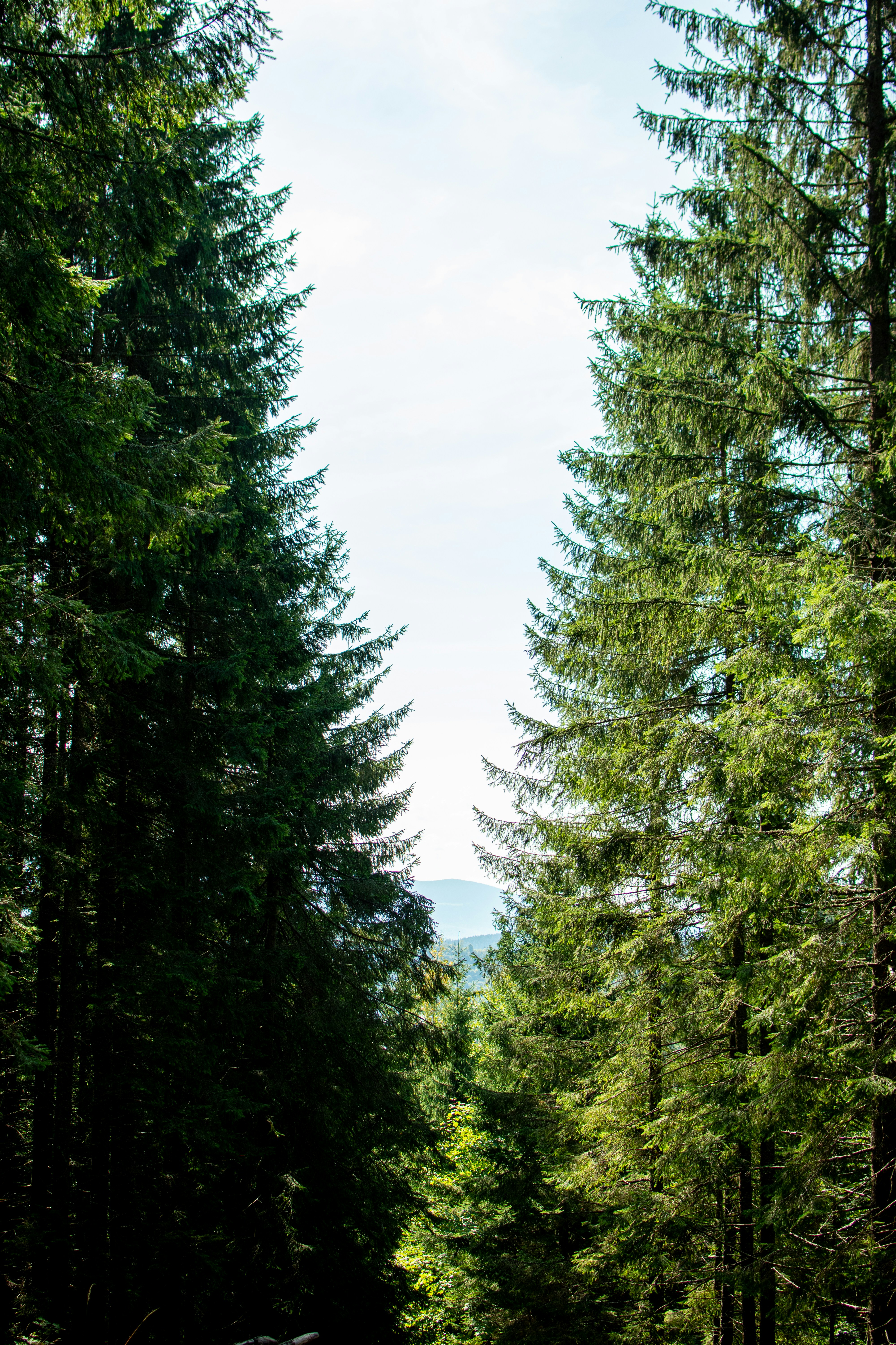 Photo by yevhen_stienin