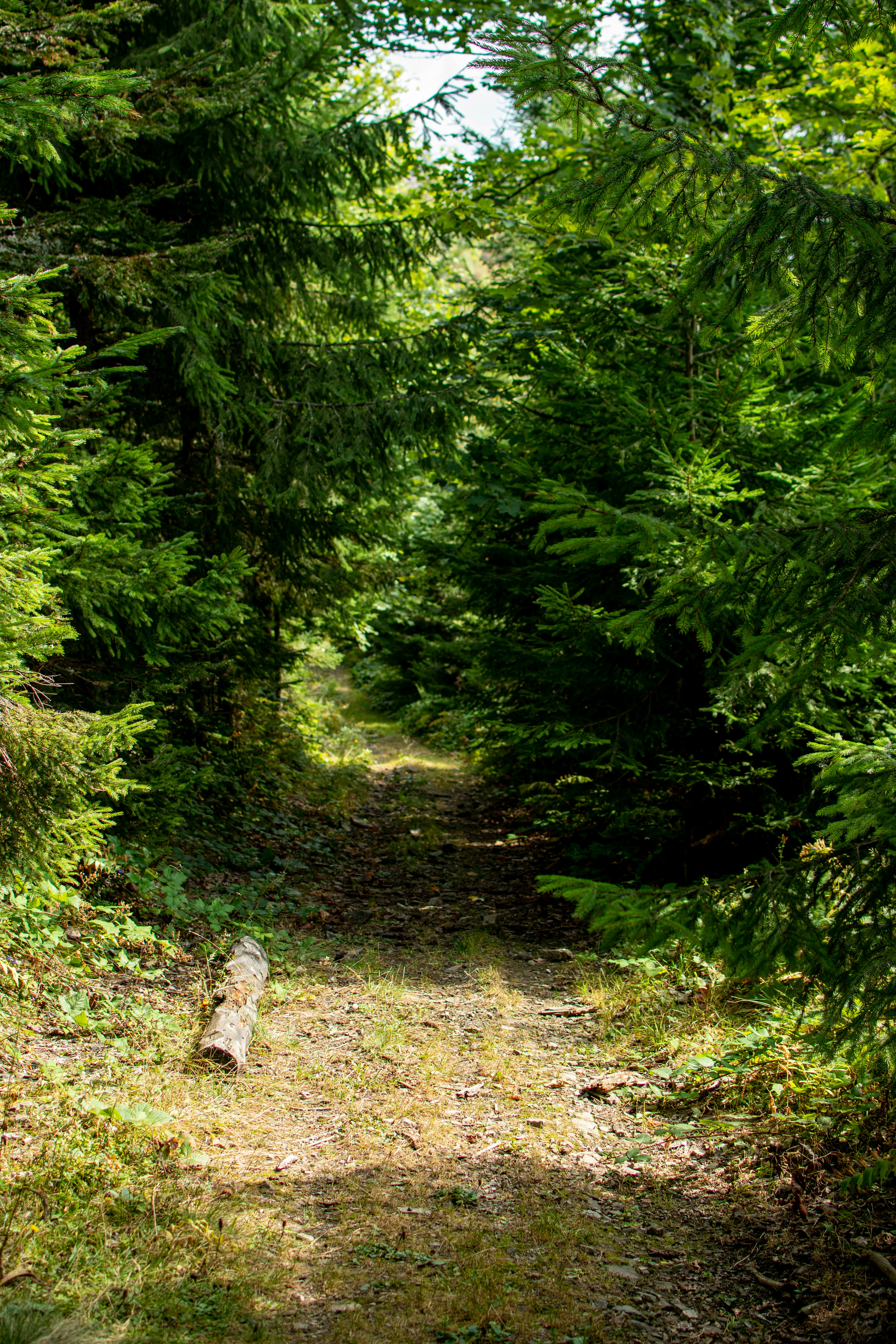 Photo by yevhen_stienin