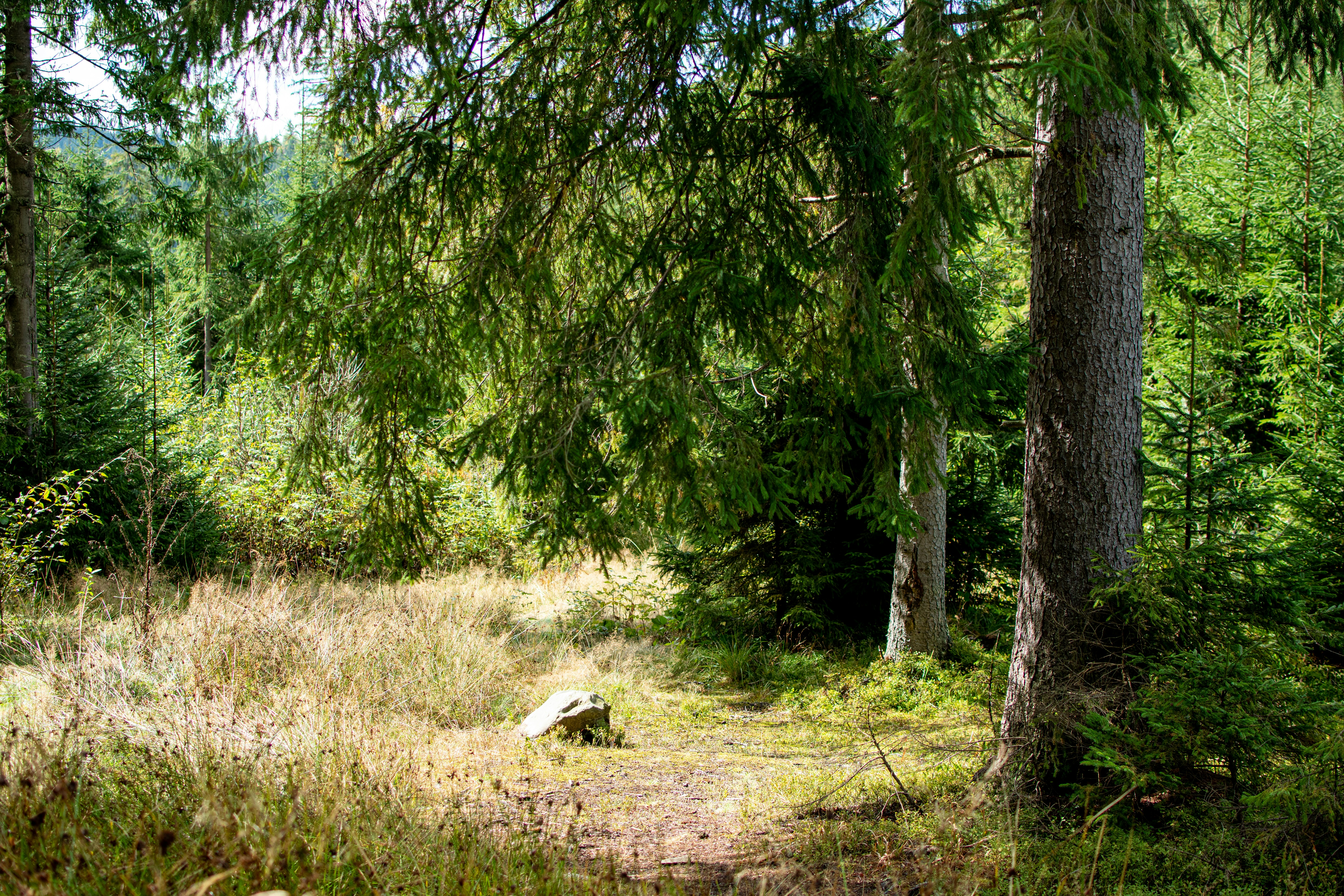 Photo by yevhen_stienin