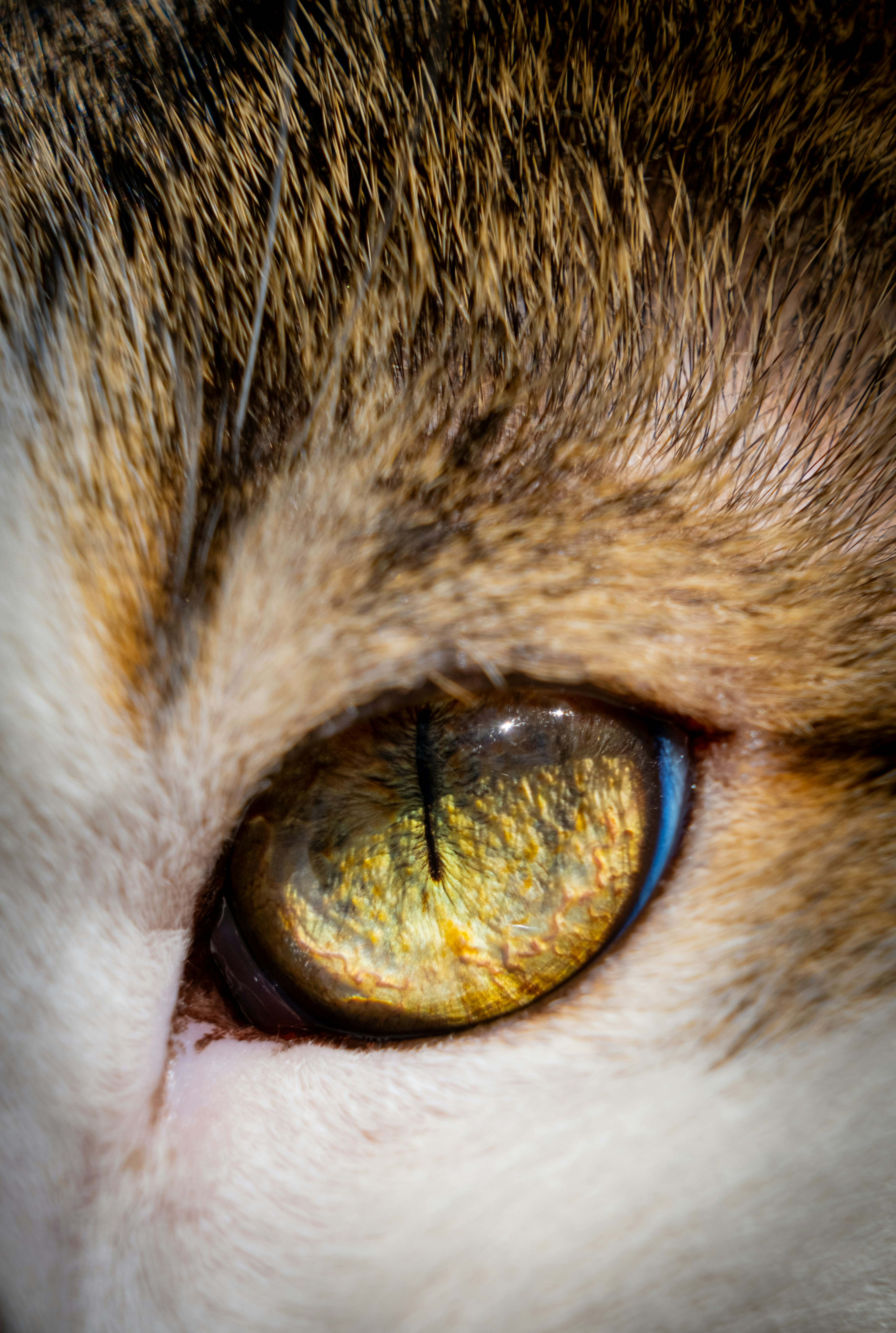 Eyes That See in Shadows (image credits: unsplash)