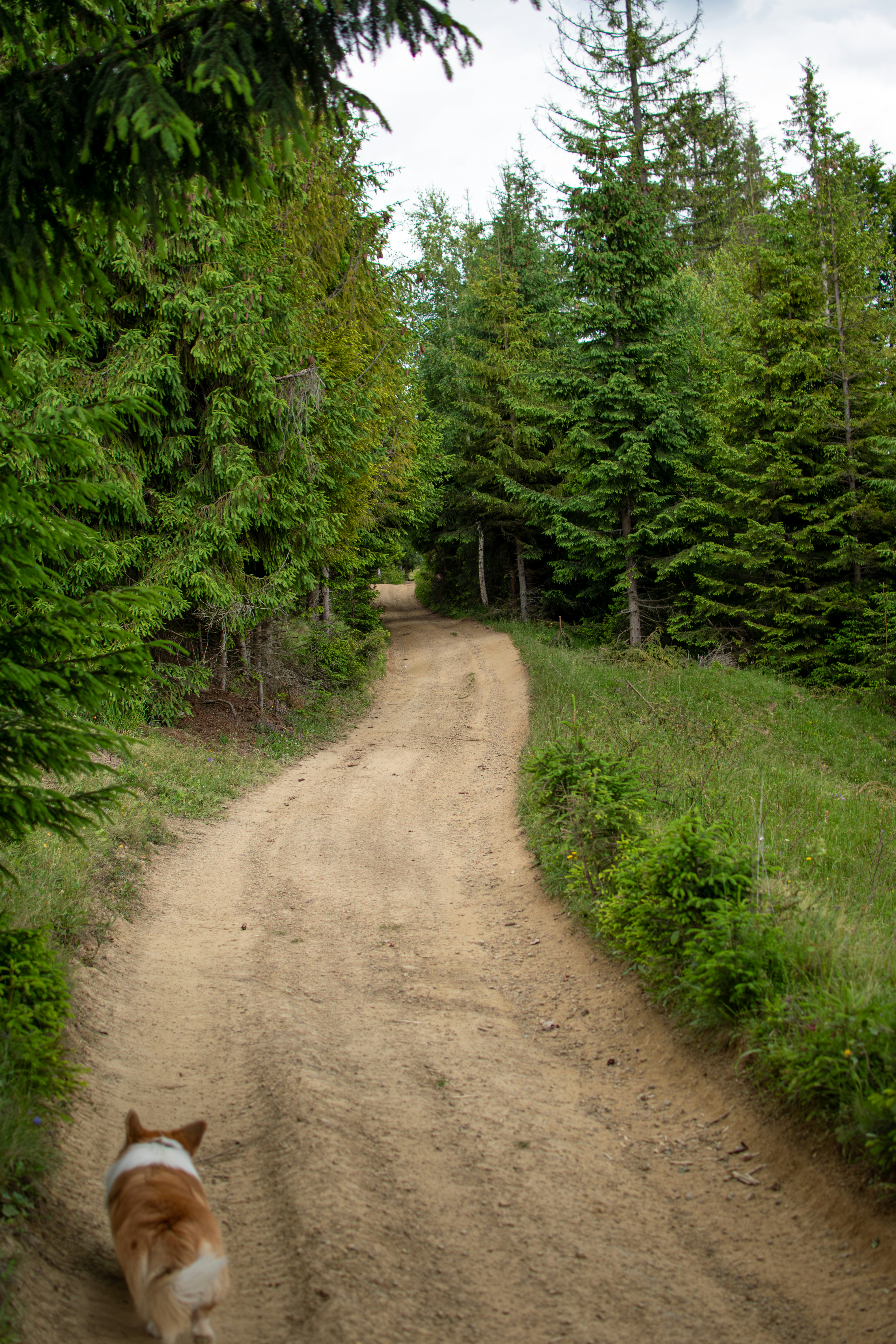 A dog walking down a dirt road in the woods