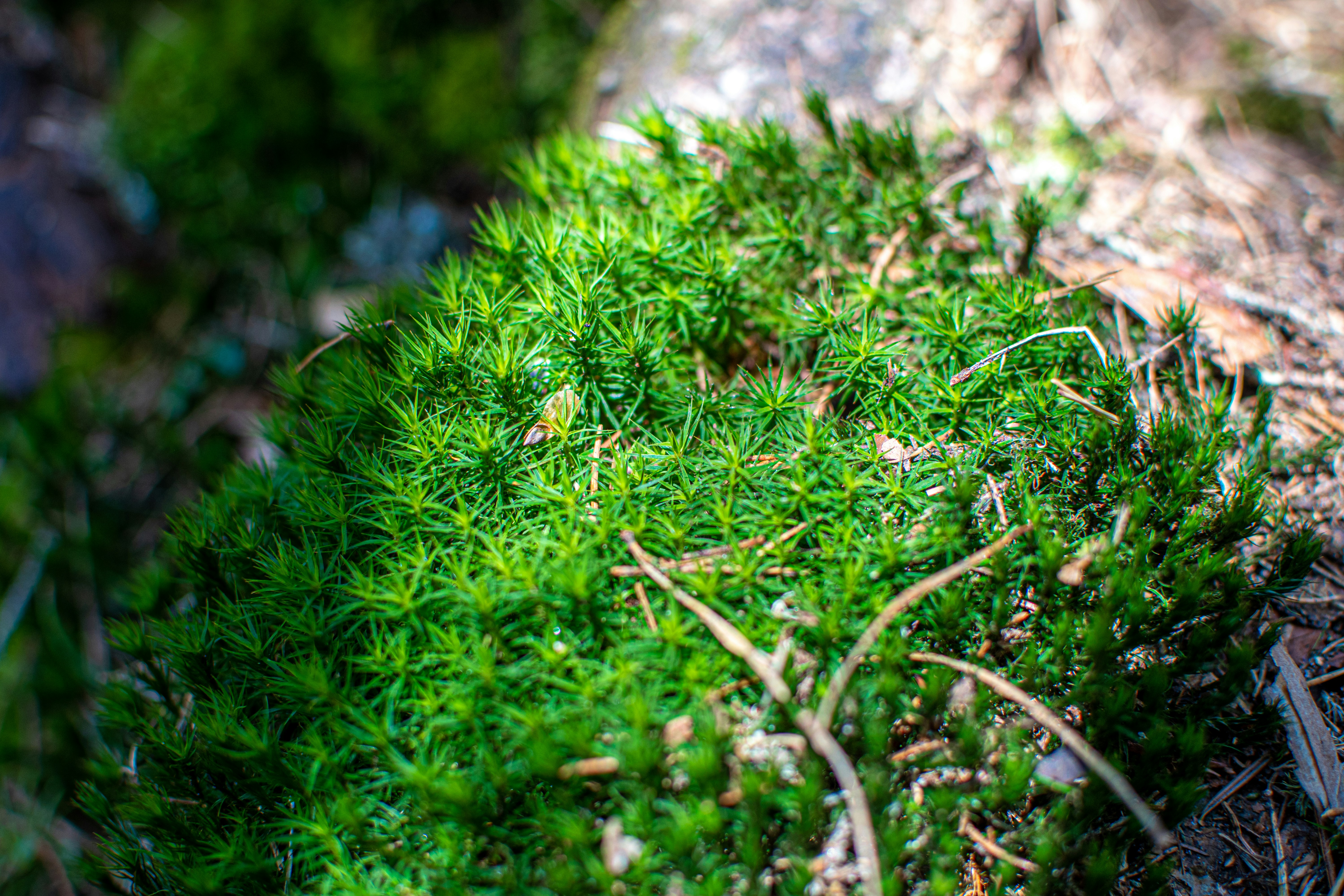 Photo by yevhen_stienin