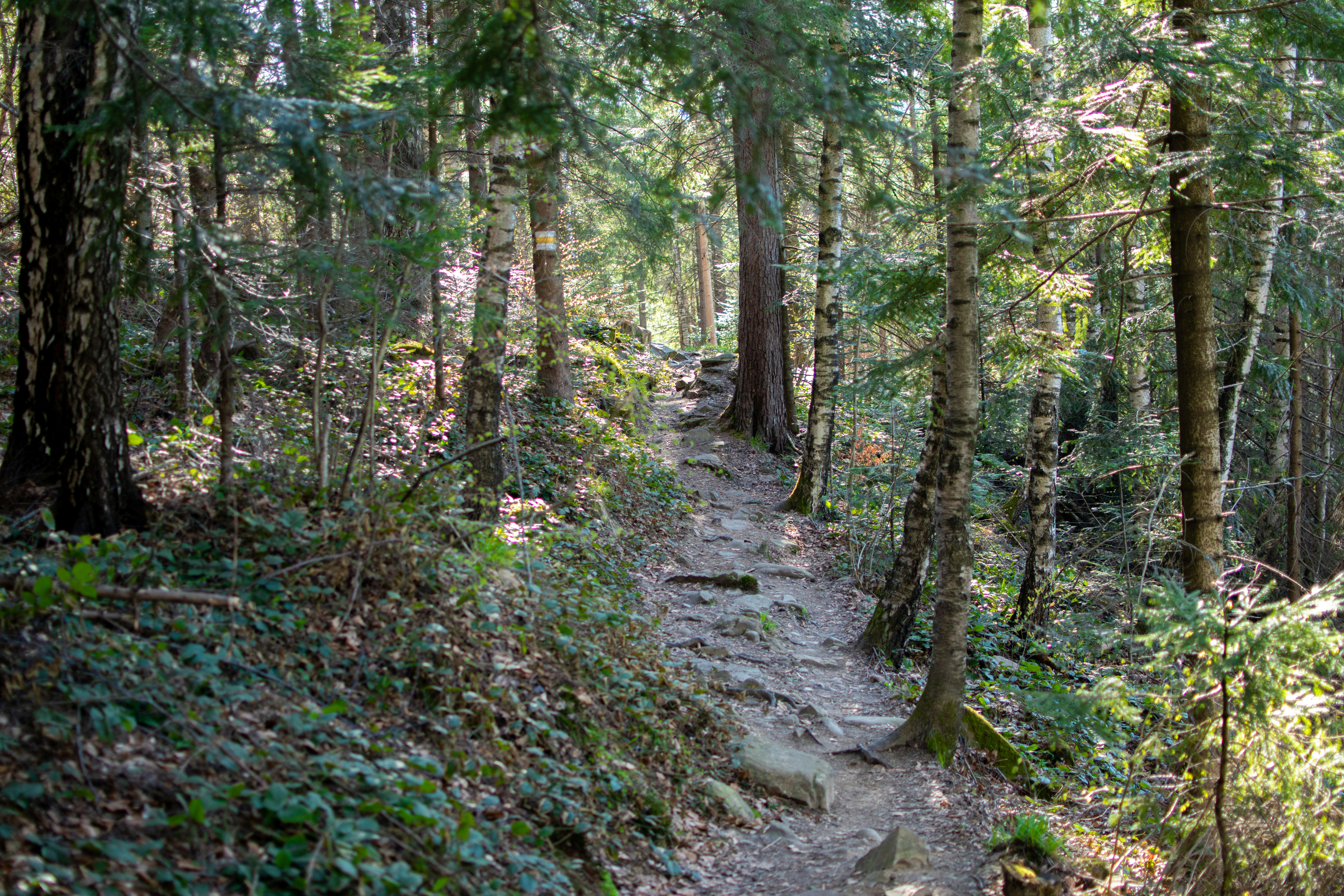 A trail in the middle of a forest with lots of trees