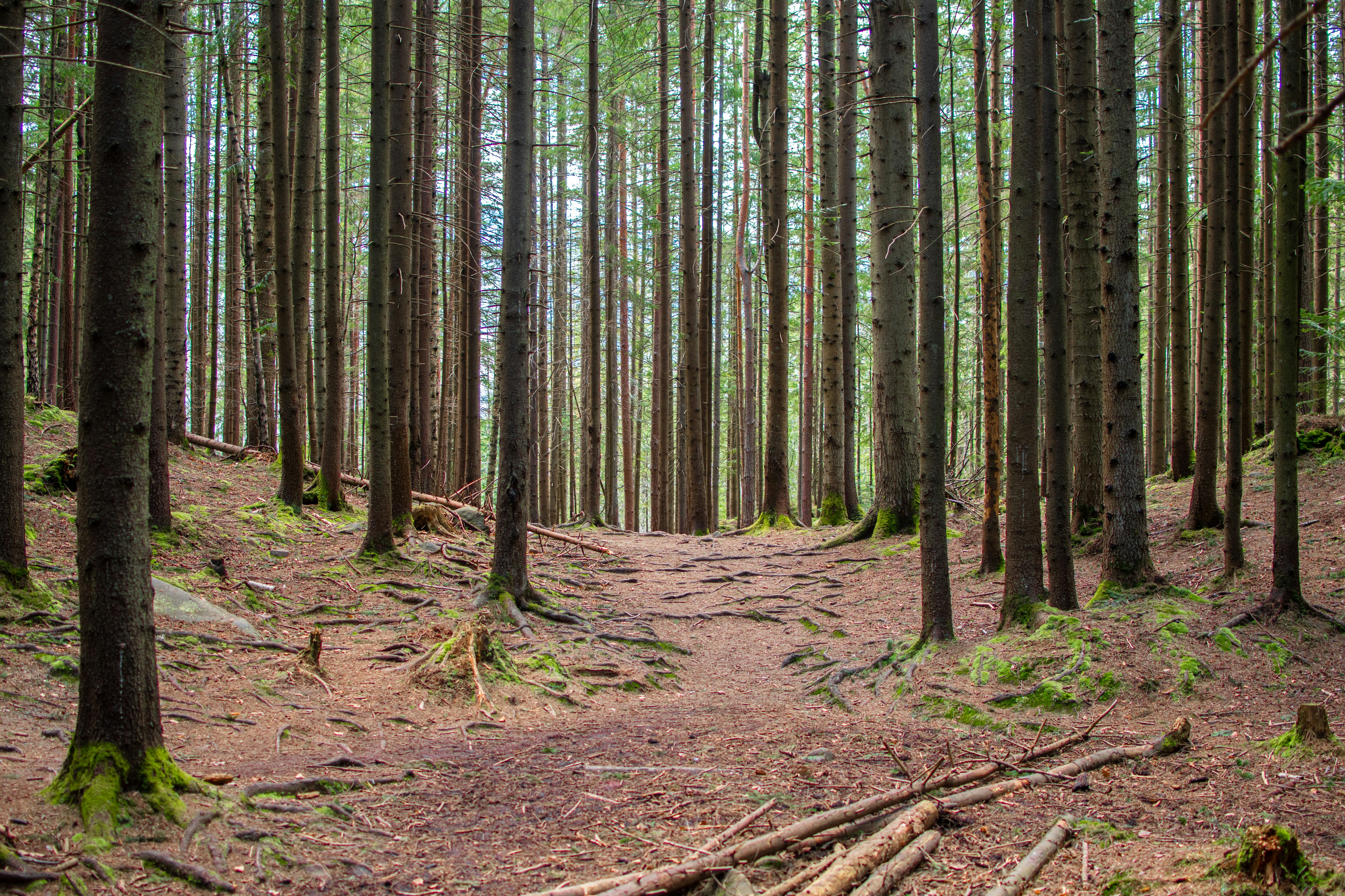 Photo by yevhen_stienin