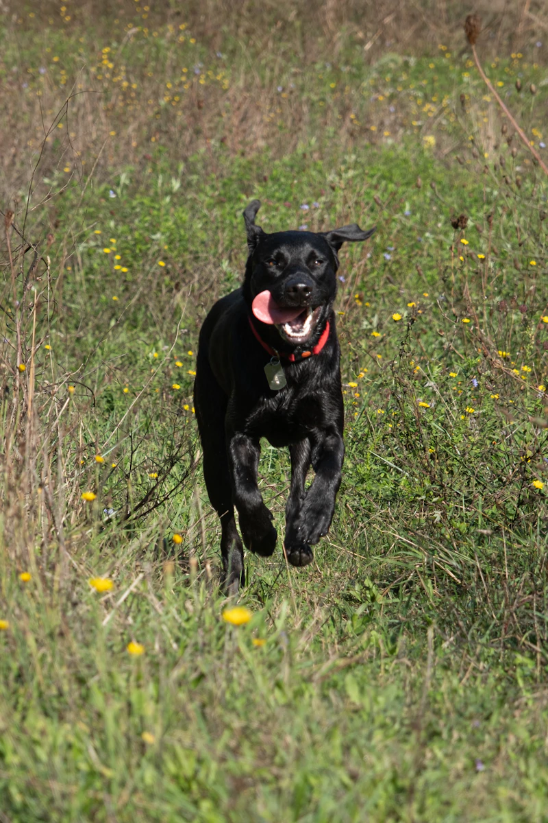 Happy dog in a sunny field
