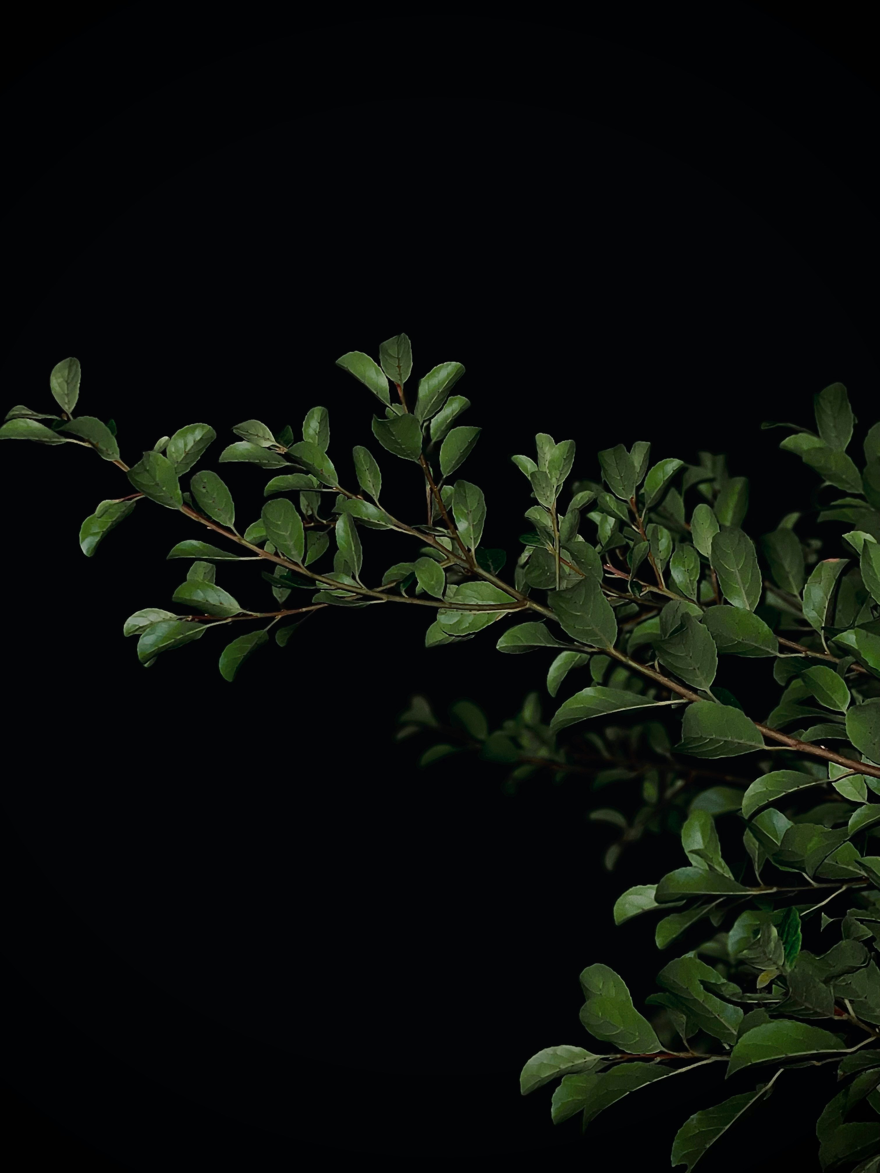 Photo by nelindu_herath