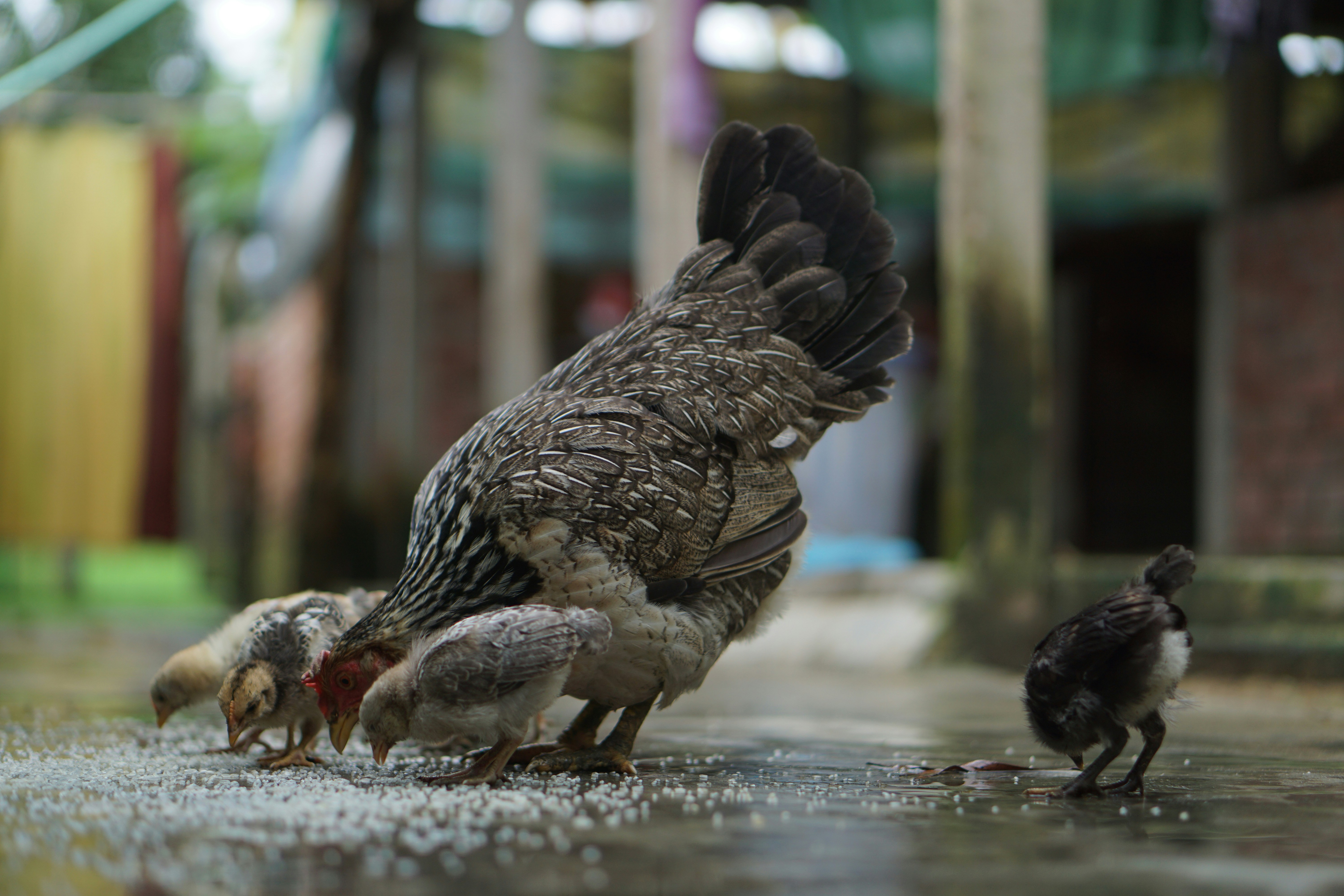 A group of birds that are standing in the street