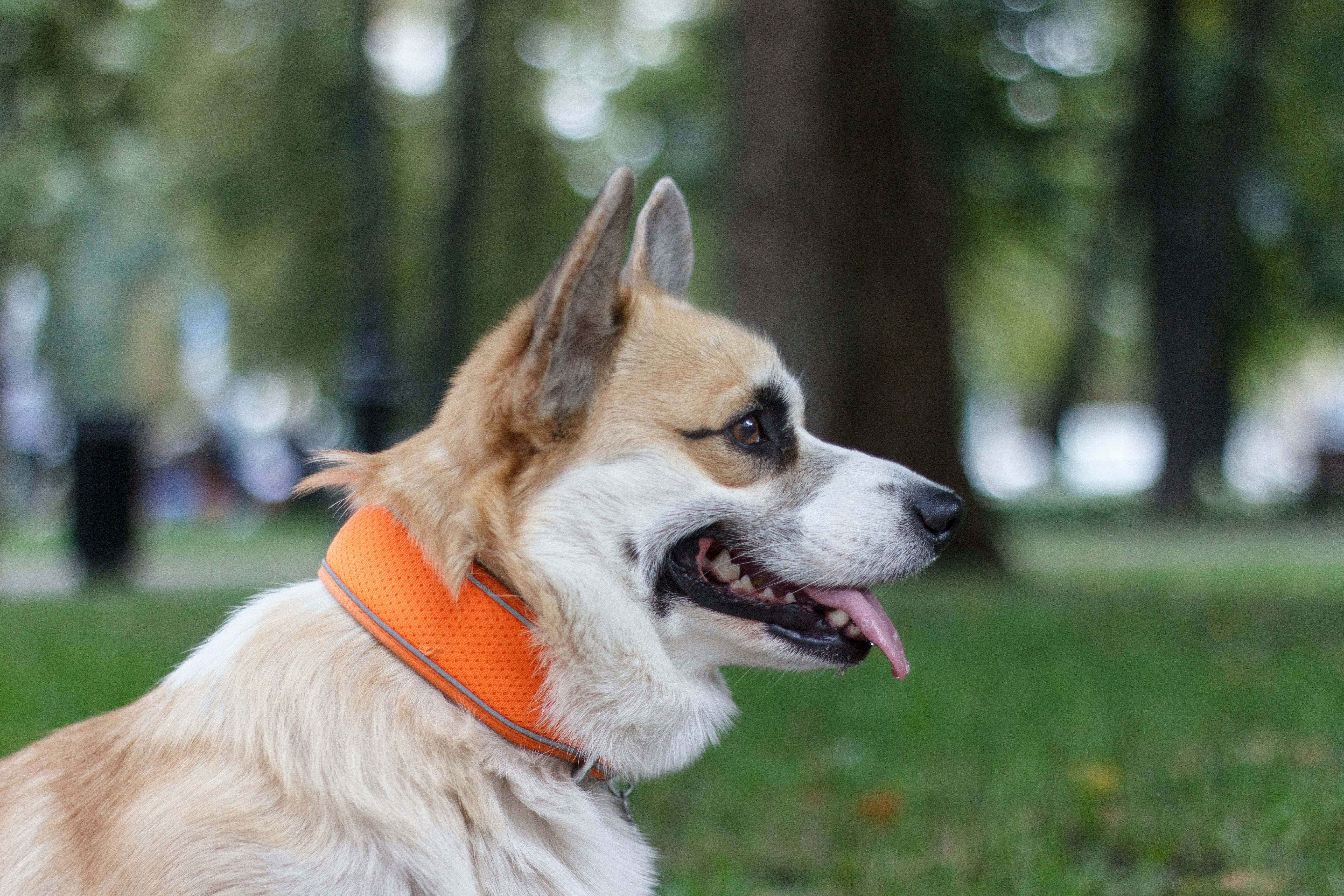 A dog with an orange collar sitting in the grass