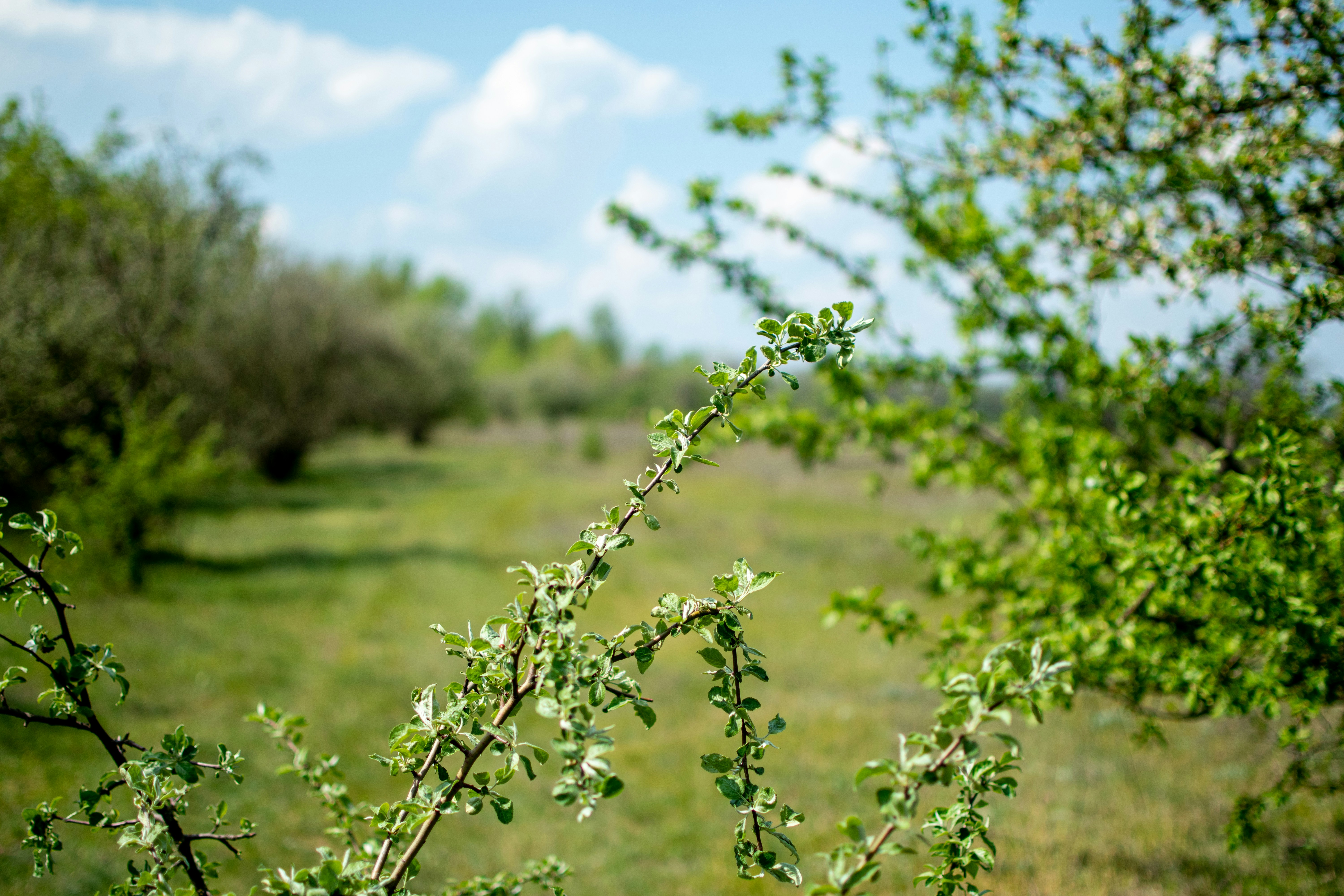 Photo by yevhen_stienin