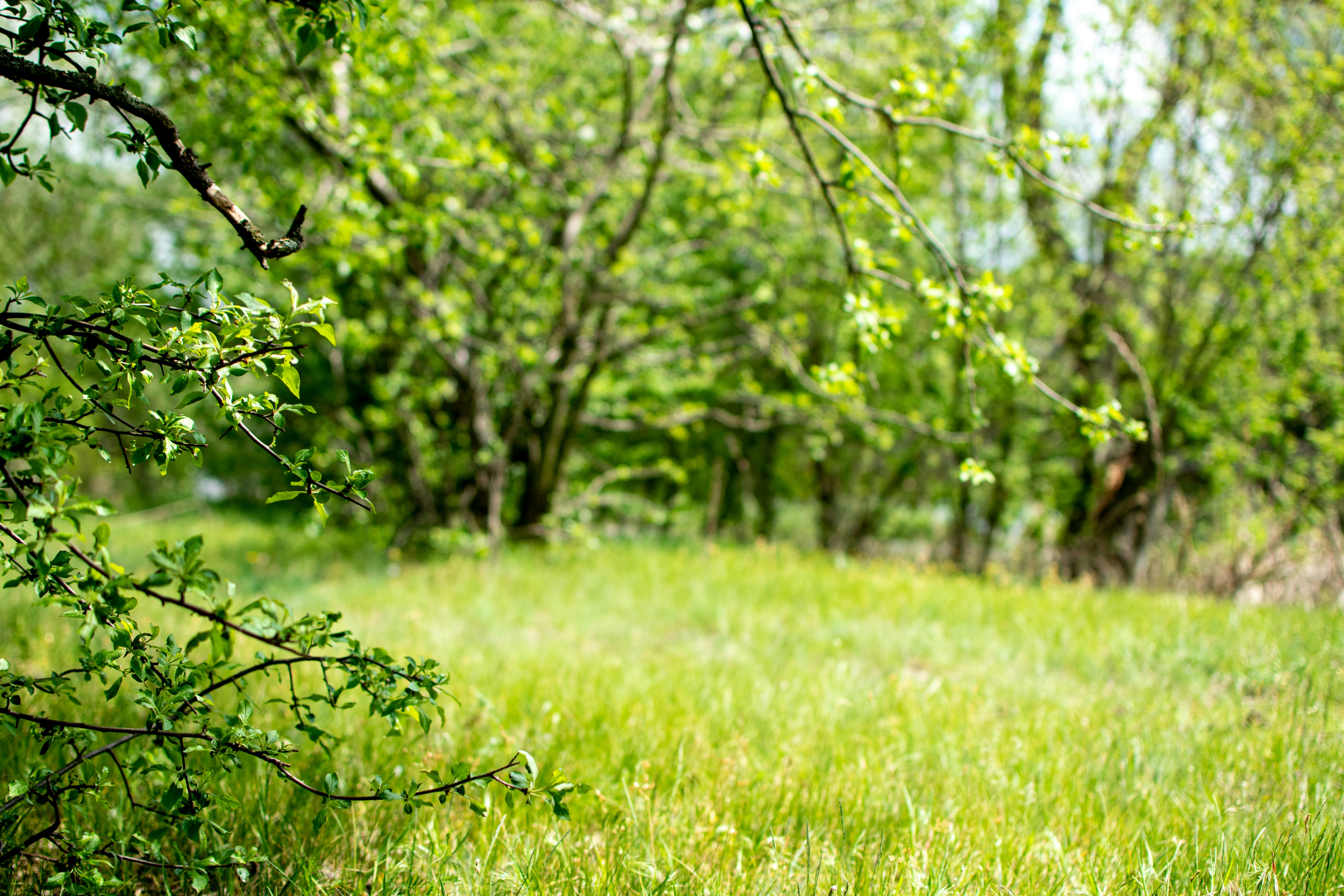 Photo by yevhen_stienin