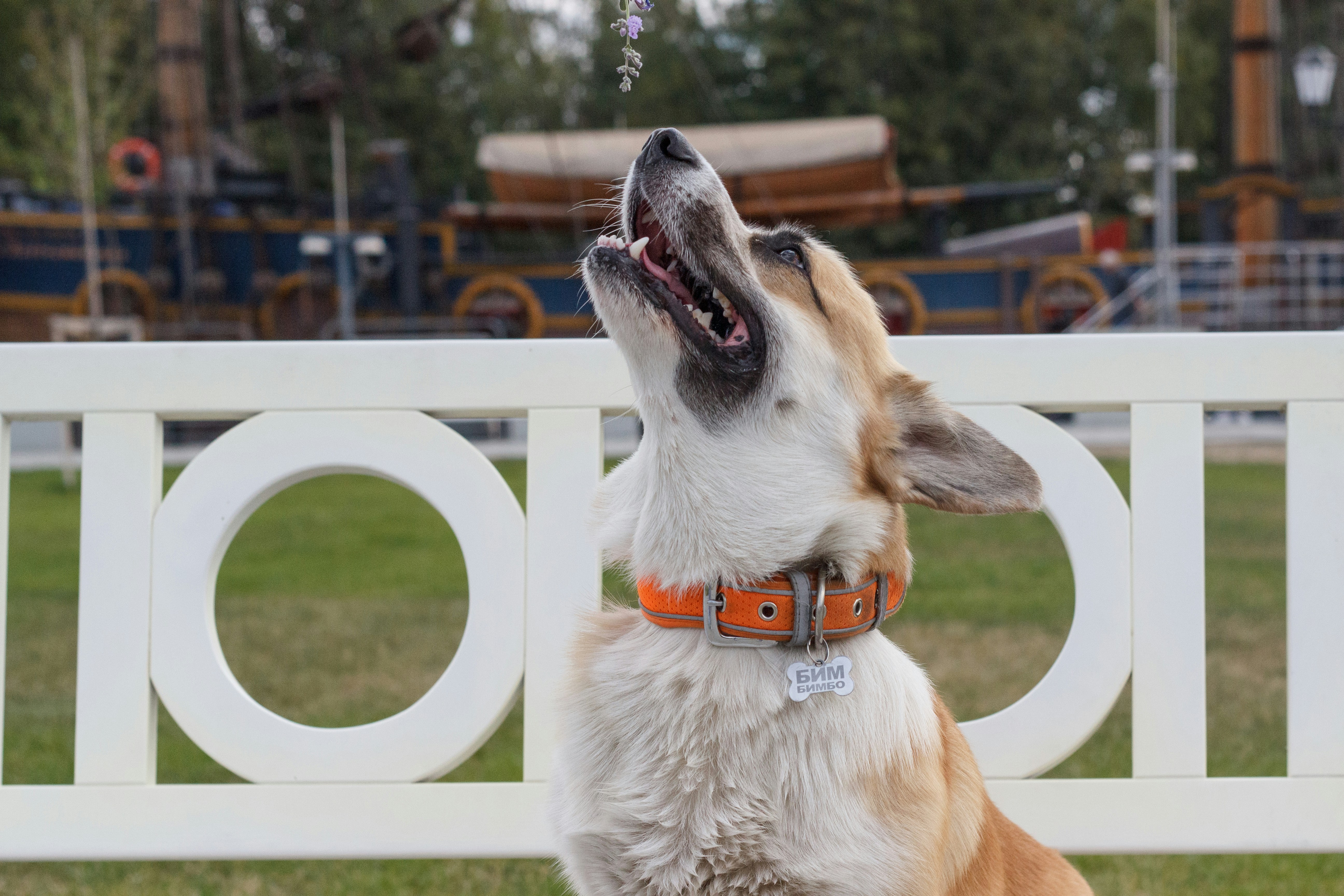 A brown and white dog standing on top of a grass covered field
