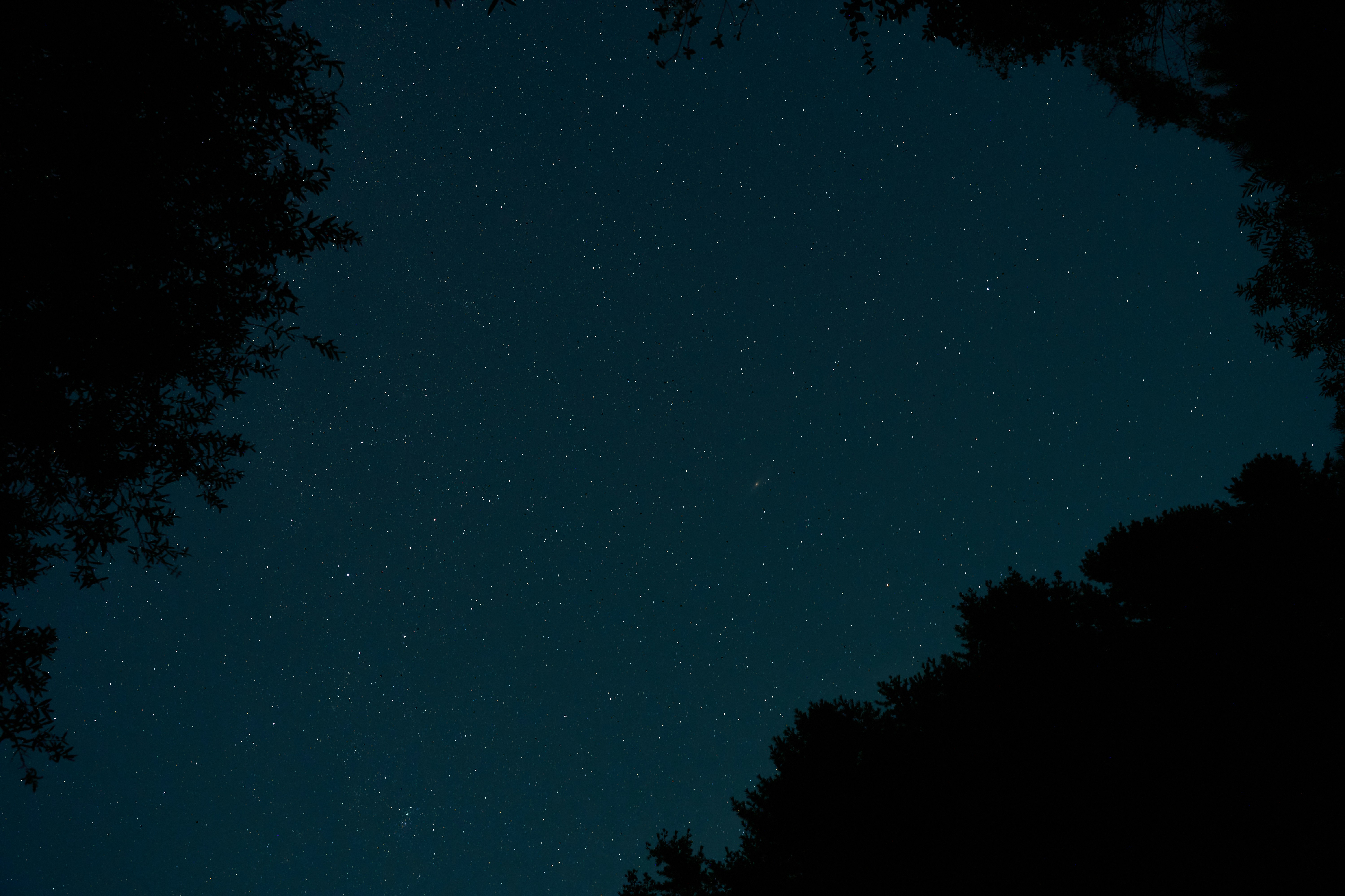 The night sky is full of stars and trees