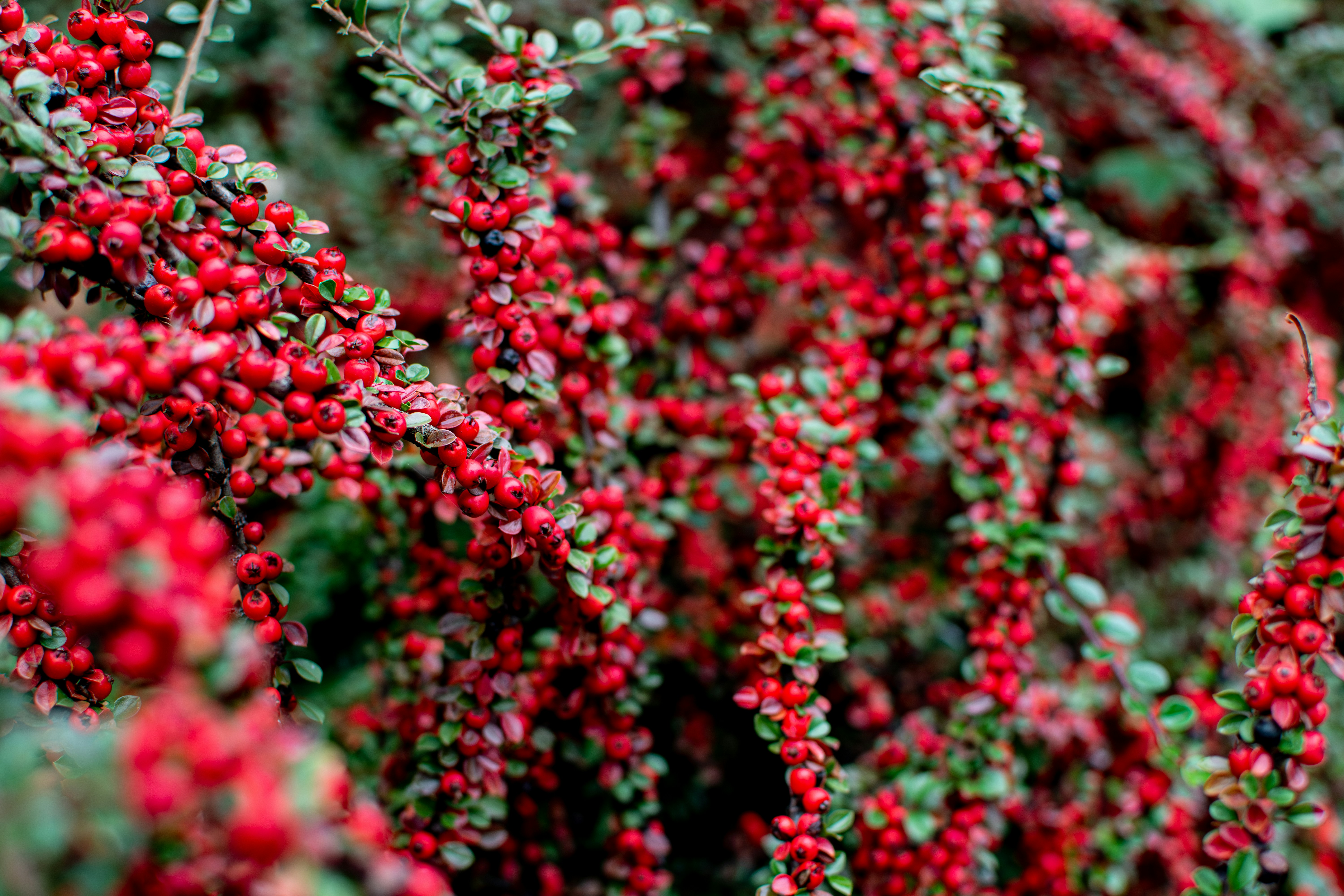 A close up of a bush with red flowers