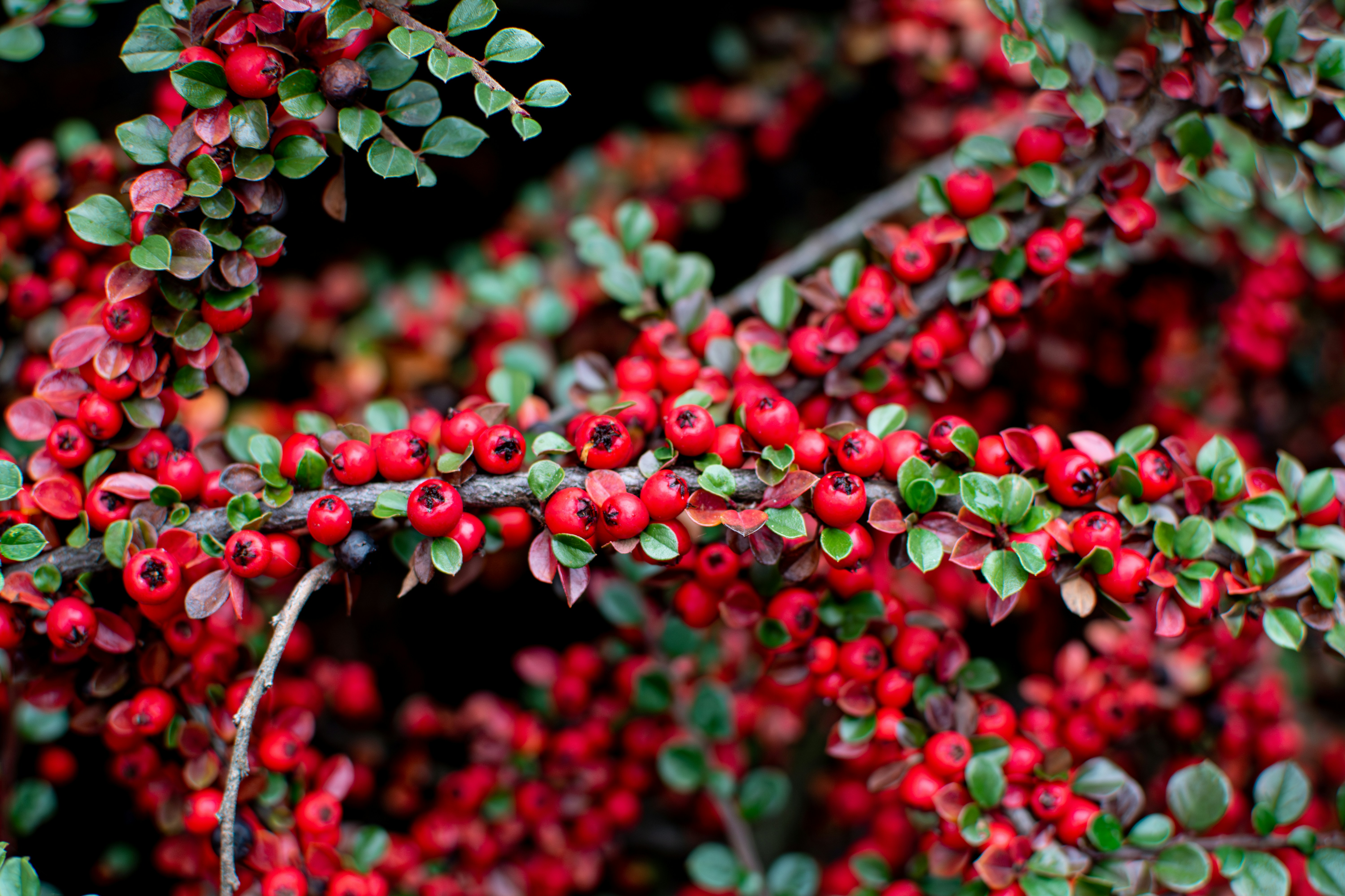 A close up of a bunch of red berries