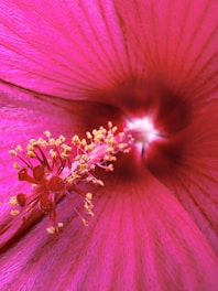 A close up of a pink flower with yellow stamen