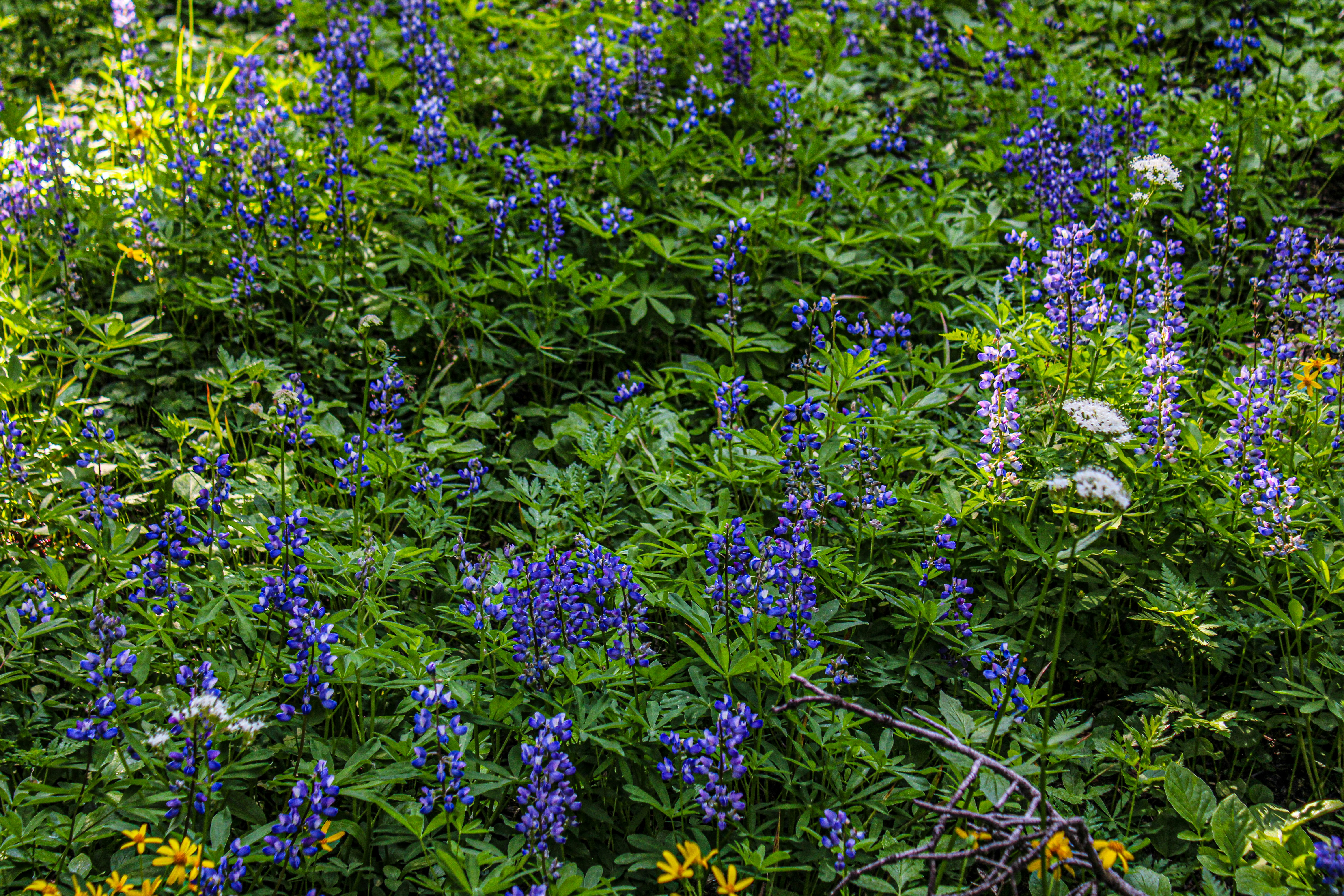 A bunch of blue and yellow flowers in a field