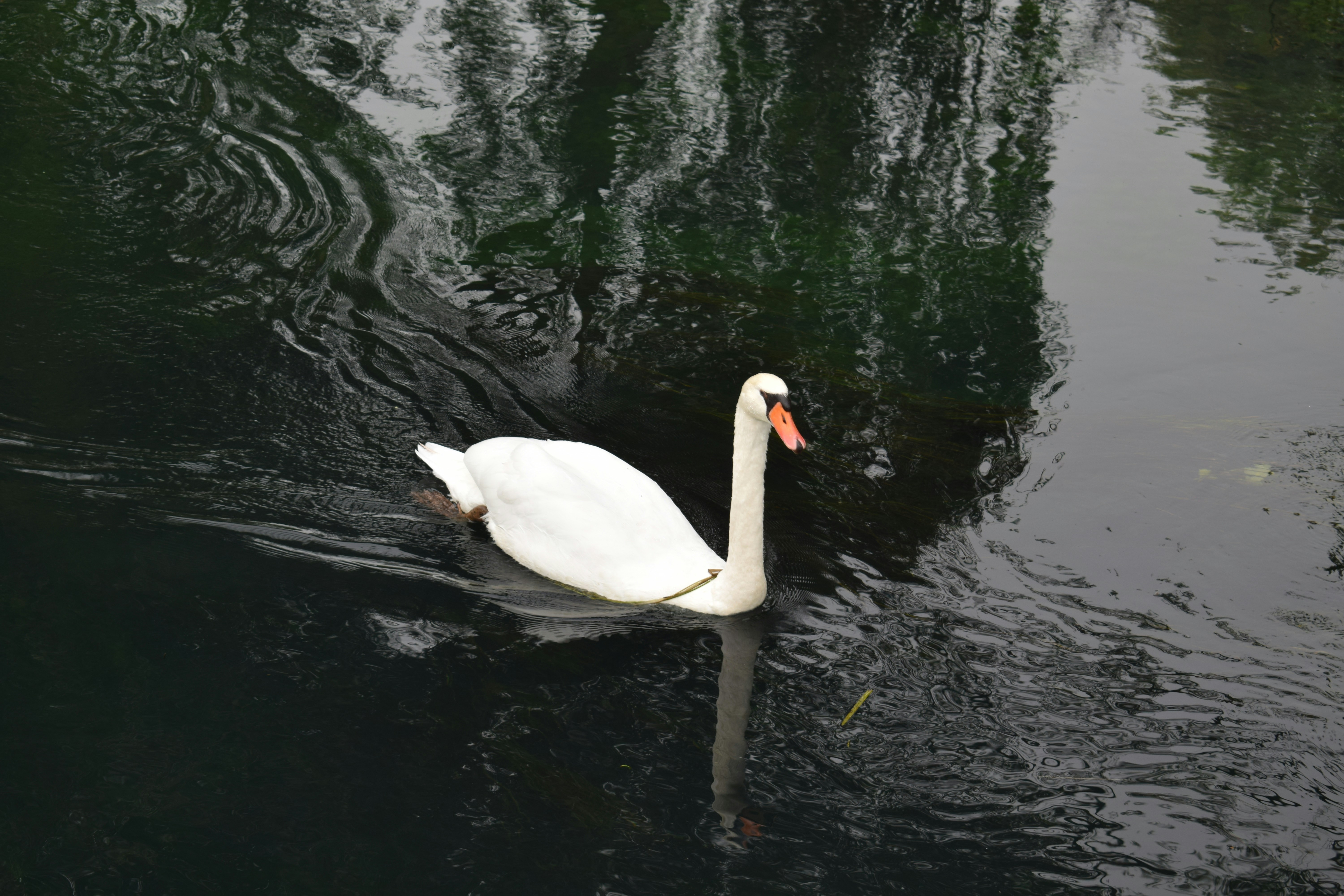 Photo by kristina001