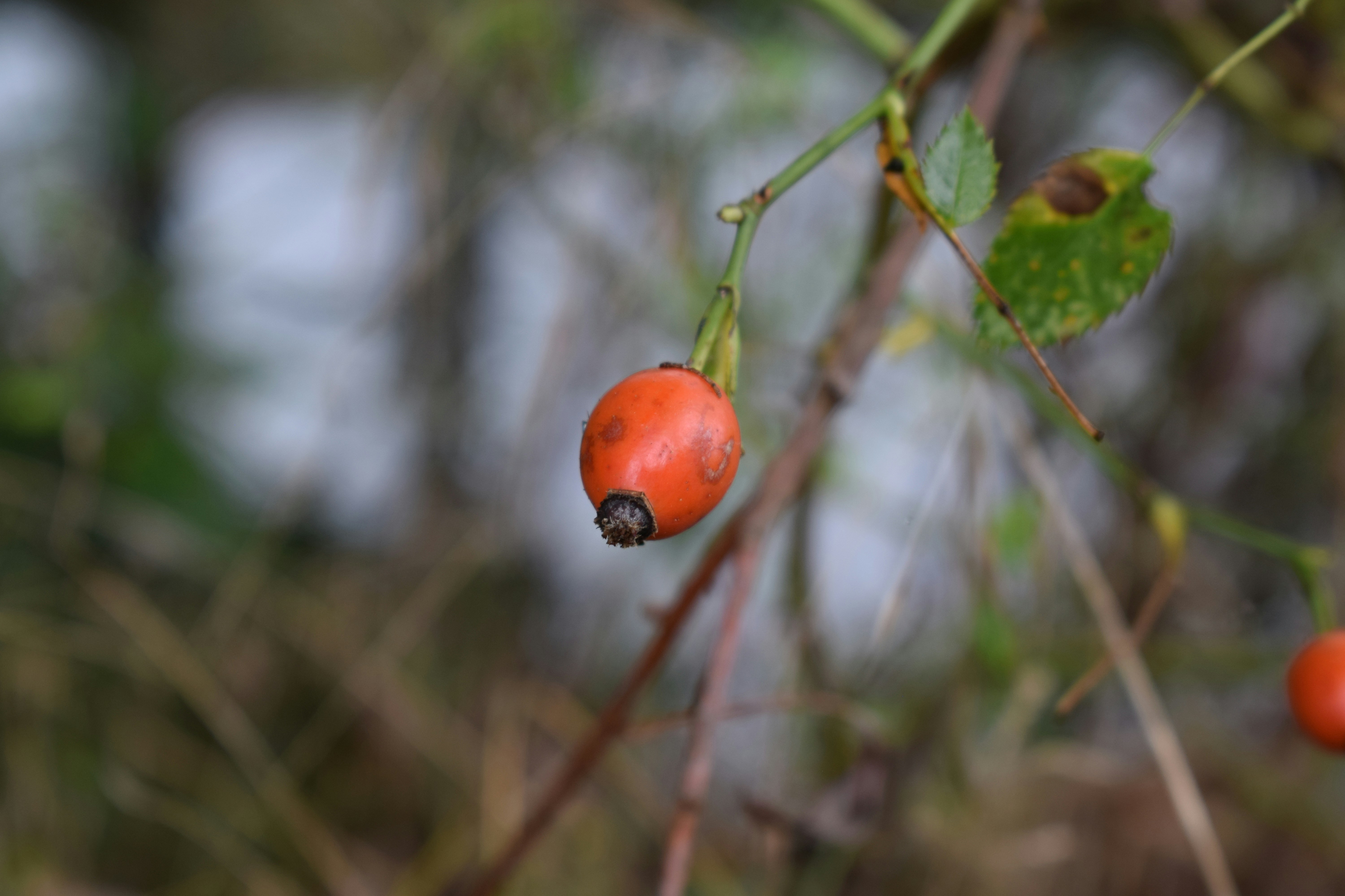 Photo by kristina001