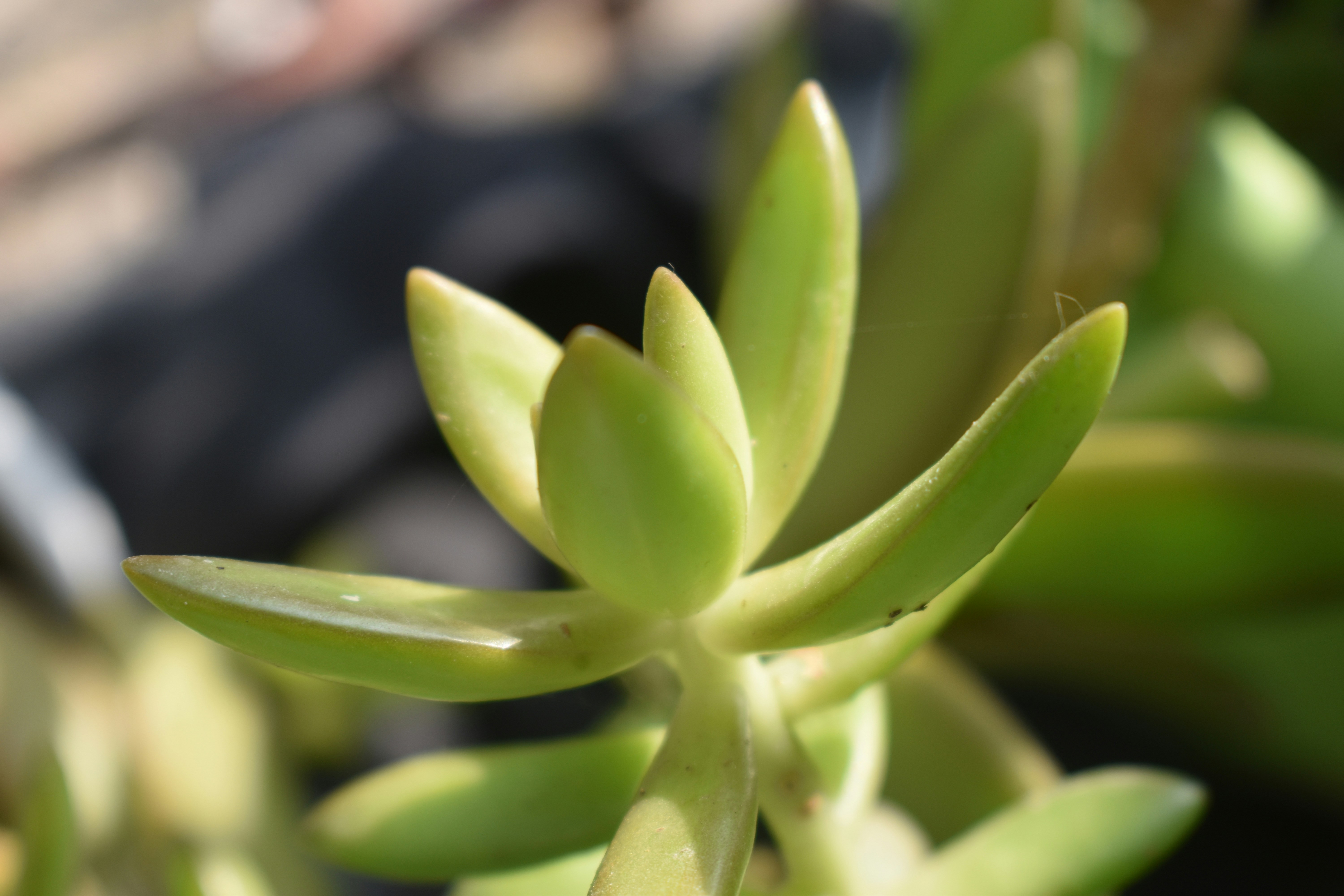 Photo by gogreenavinash