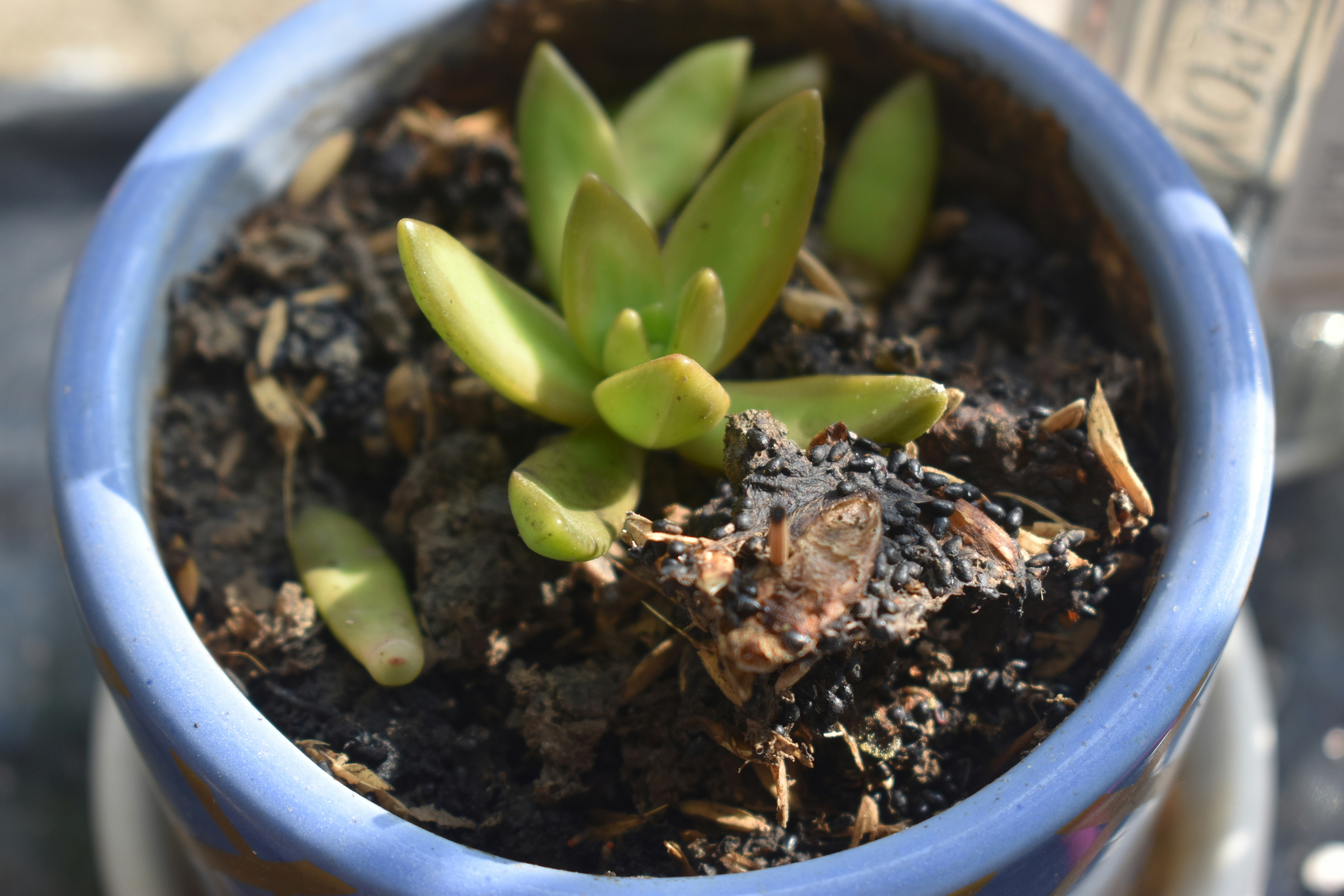 desert plant wallpaper, wallpaper, Edible Cacti & Desert Flora: A Safety Guide 5