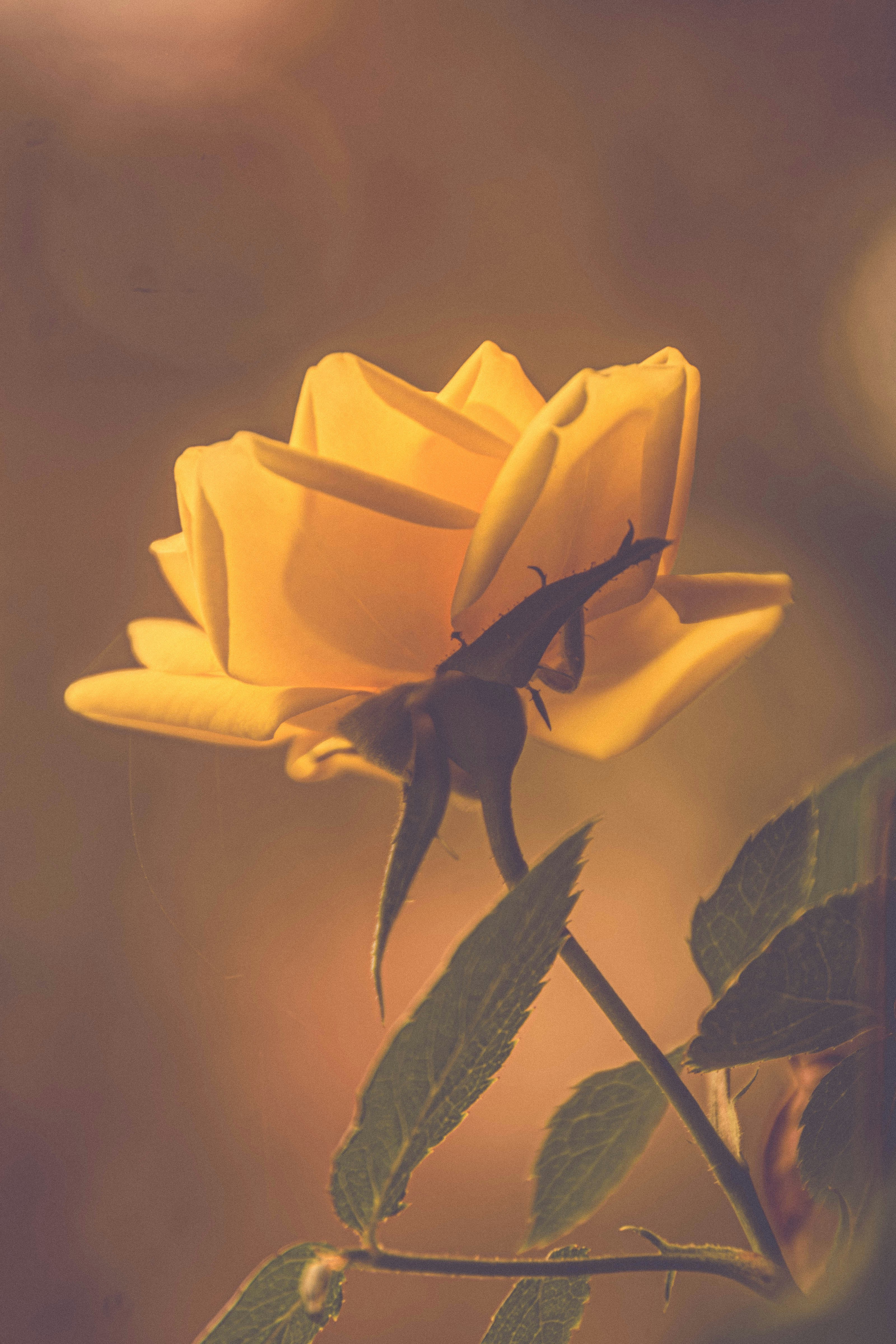 Photo by coelhoguilherme