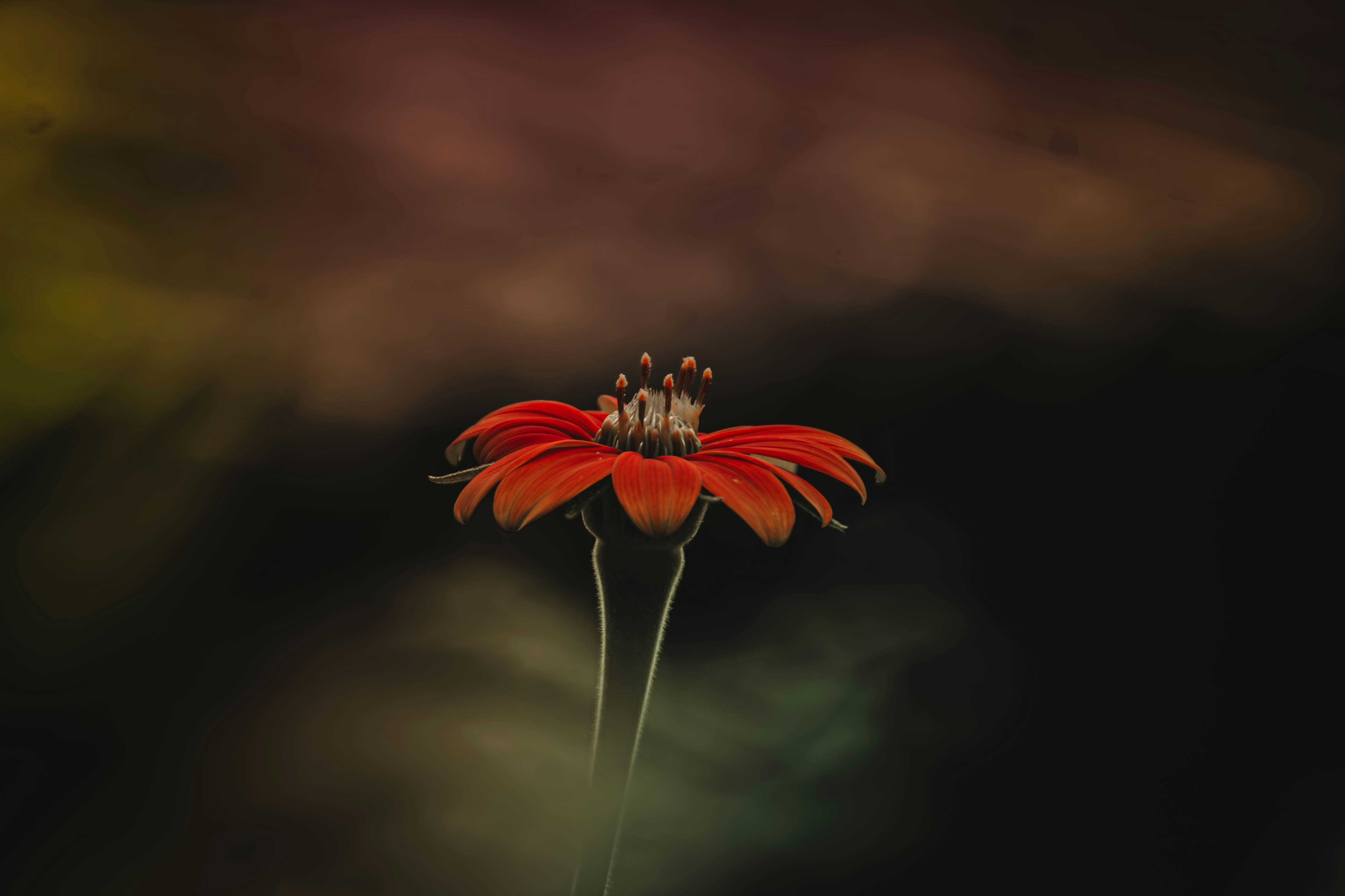 Photo by coelhoguilherme