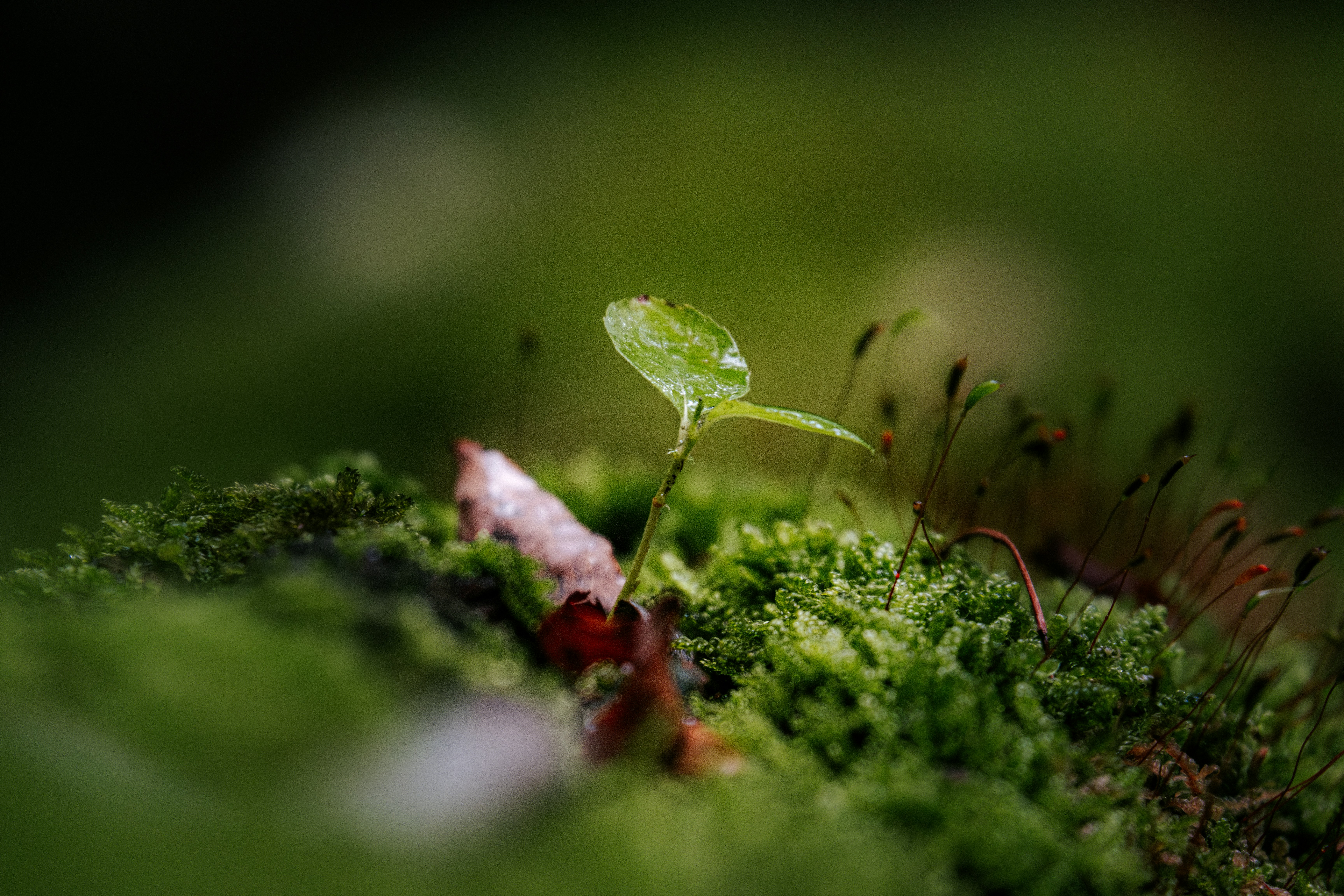 Una piccola pianta verde spunta dal muschio