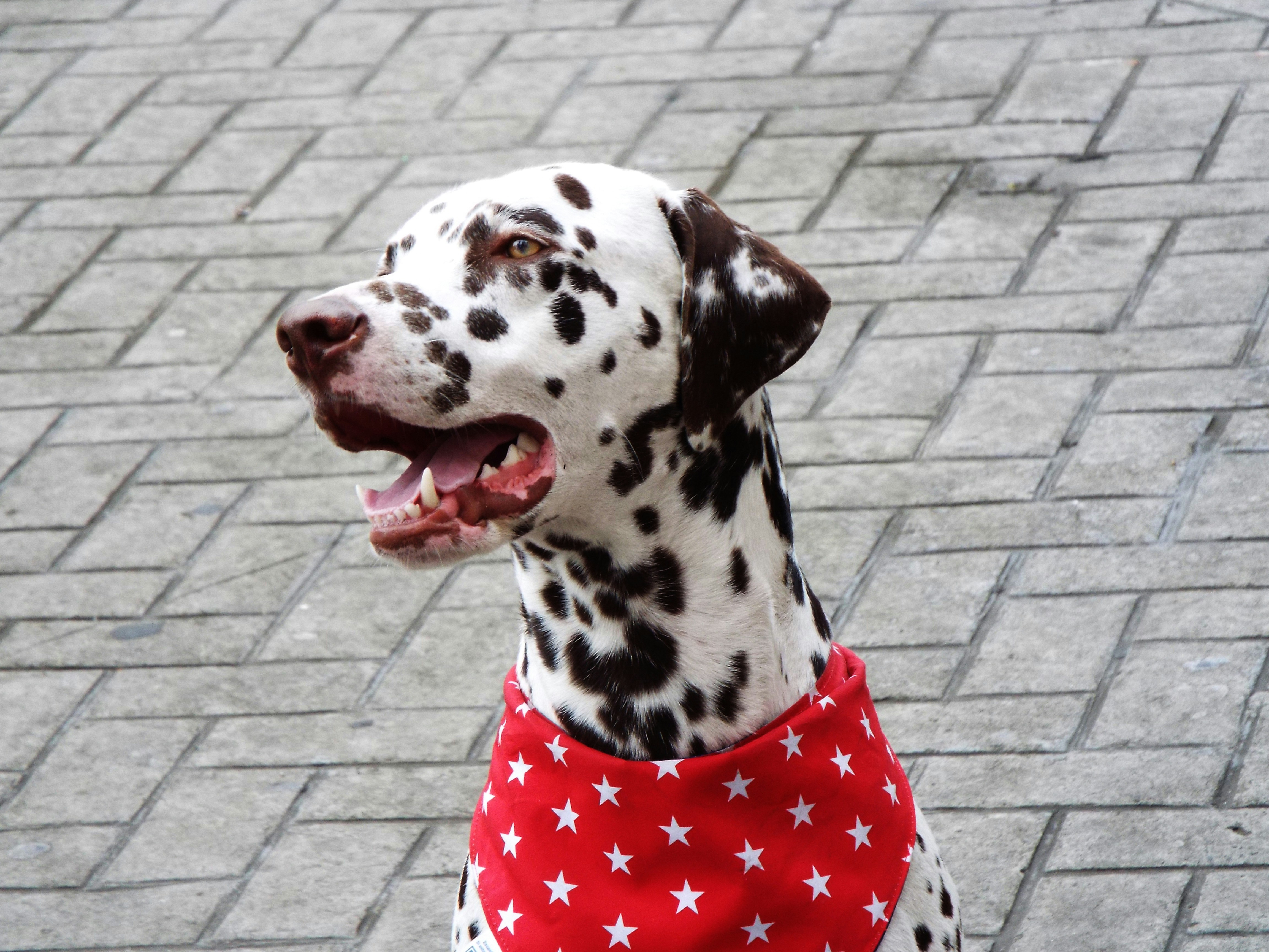 PERRO CON MANCHAS NEGRAS Y BLANCAS EN LA CALLE