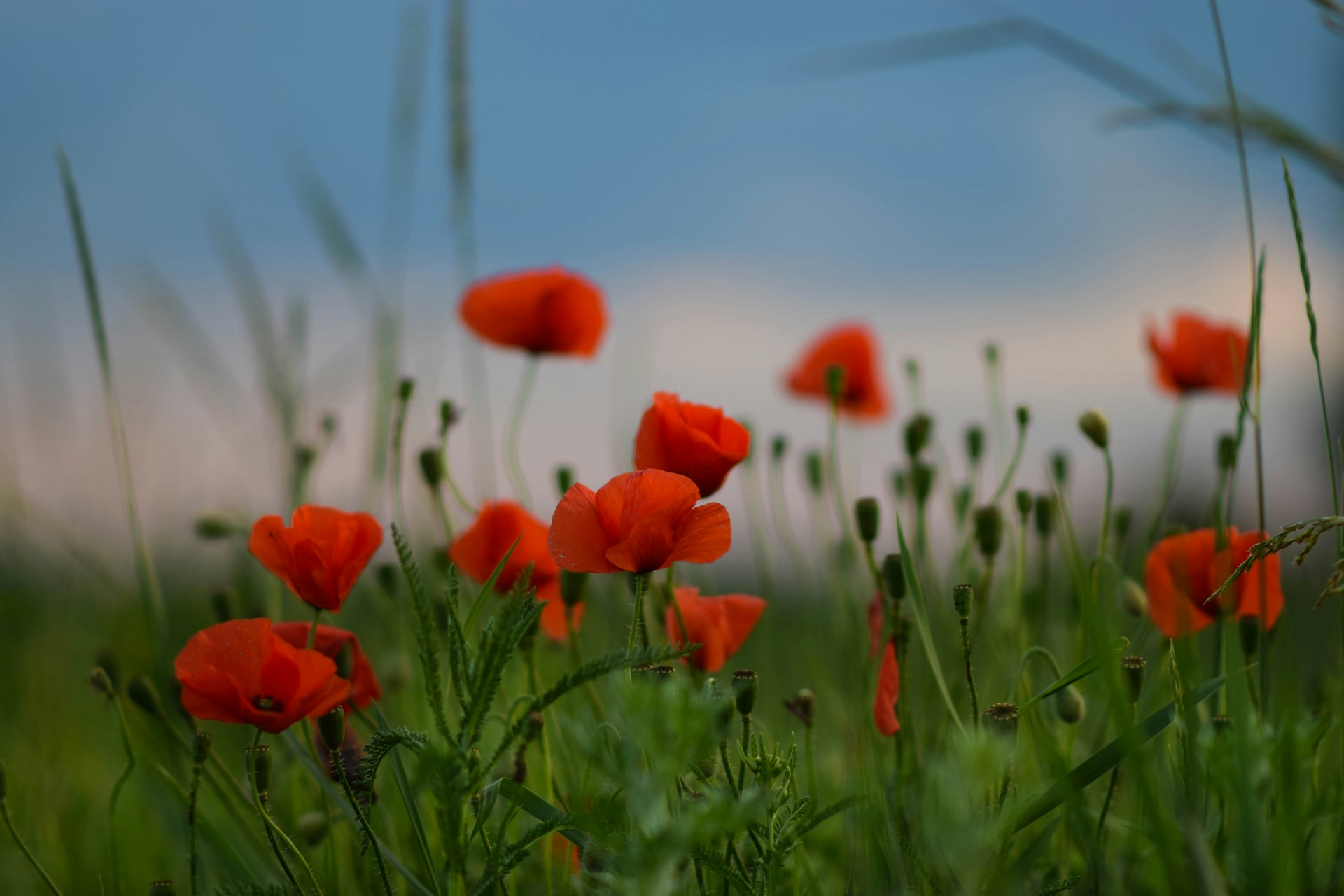 A field full of red flowers with a blue sky in the background