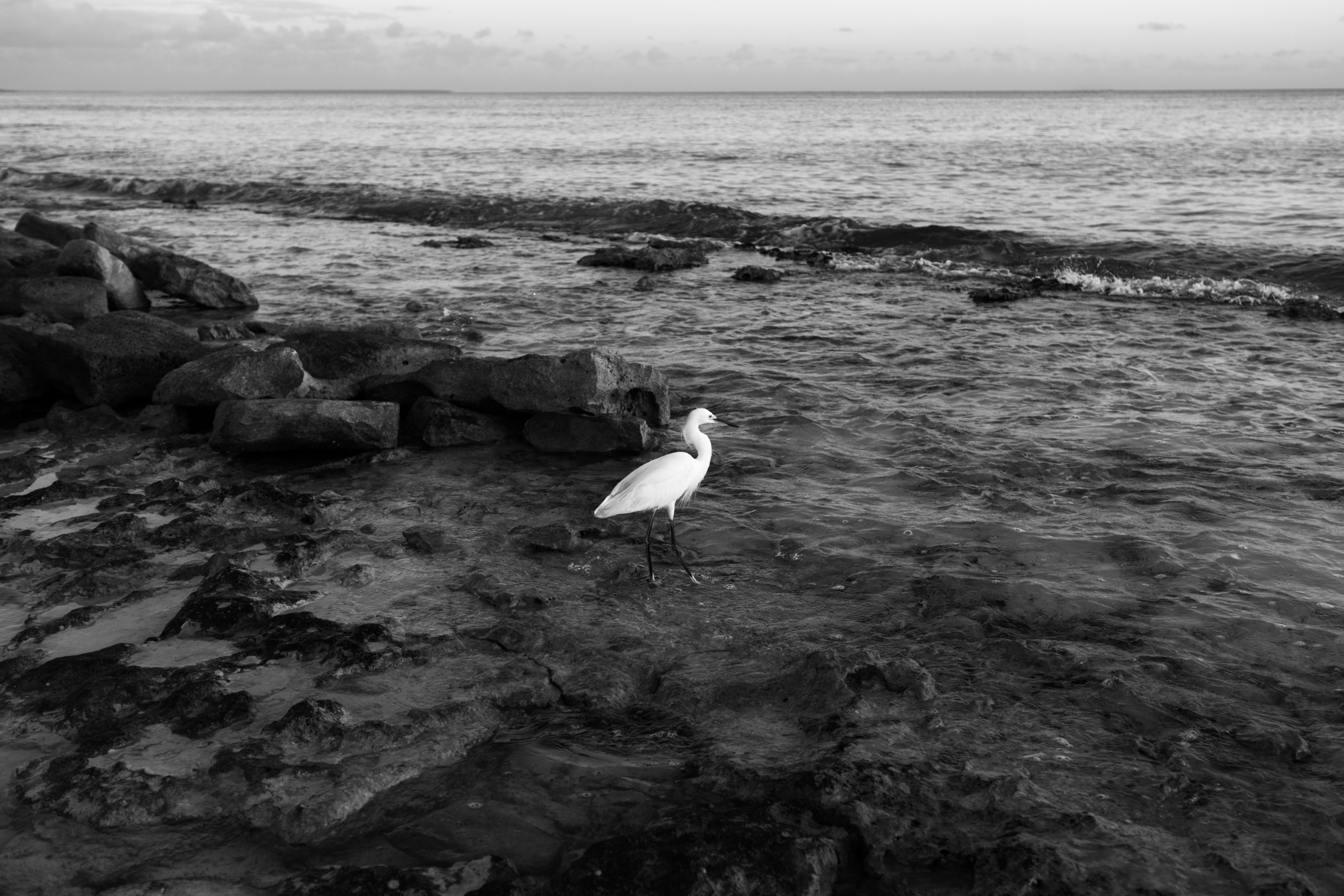A black and white photo of a seagull on a rocky beach