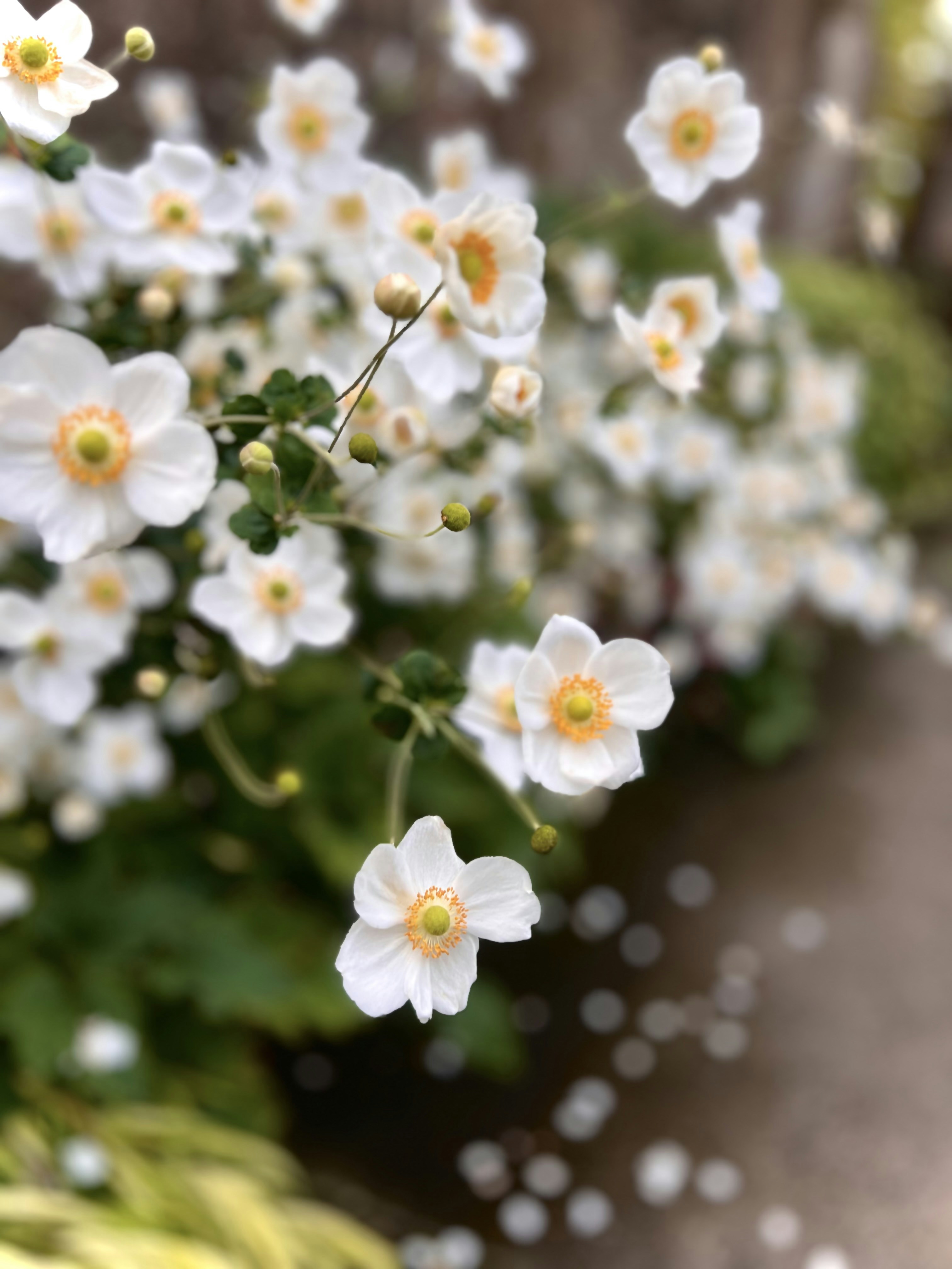 Un bouquet de fleurs blanches dans un vase