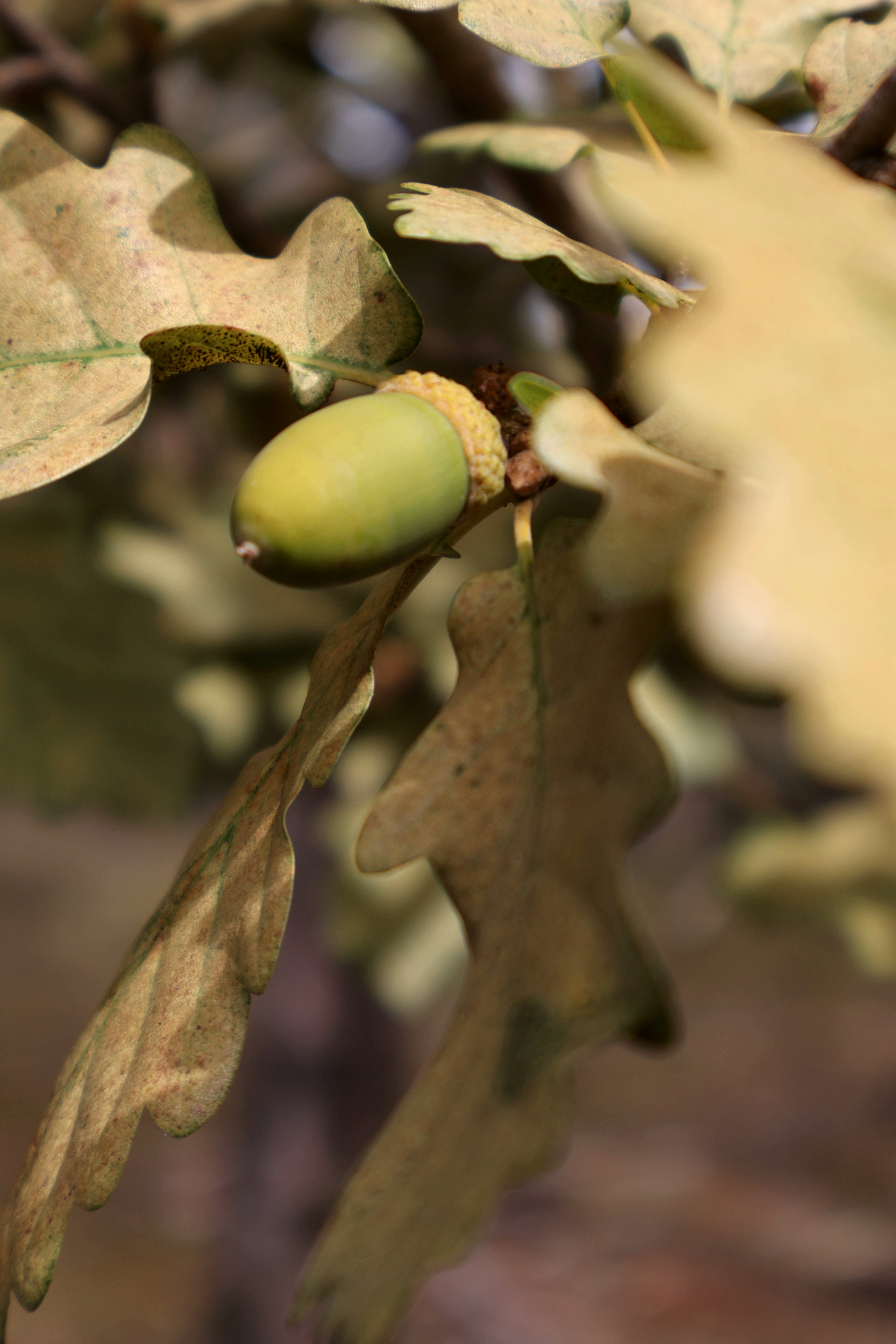 A close up of a tree with leaves and nuts