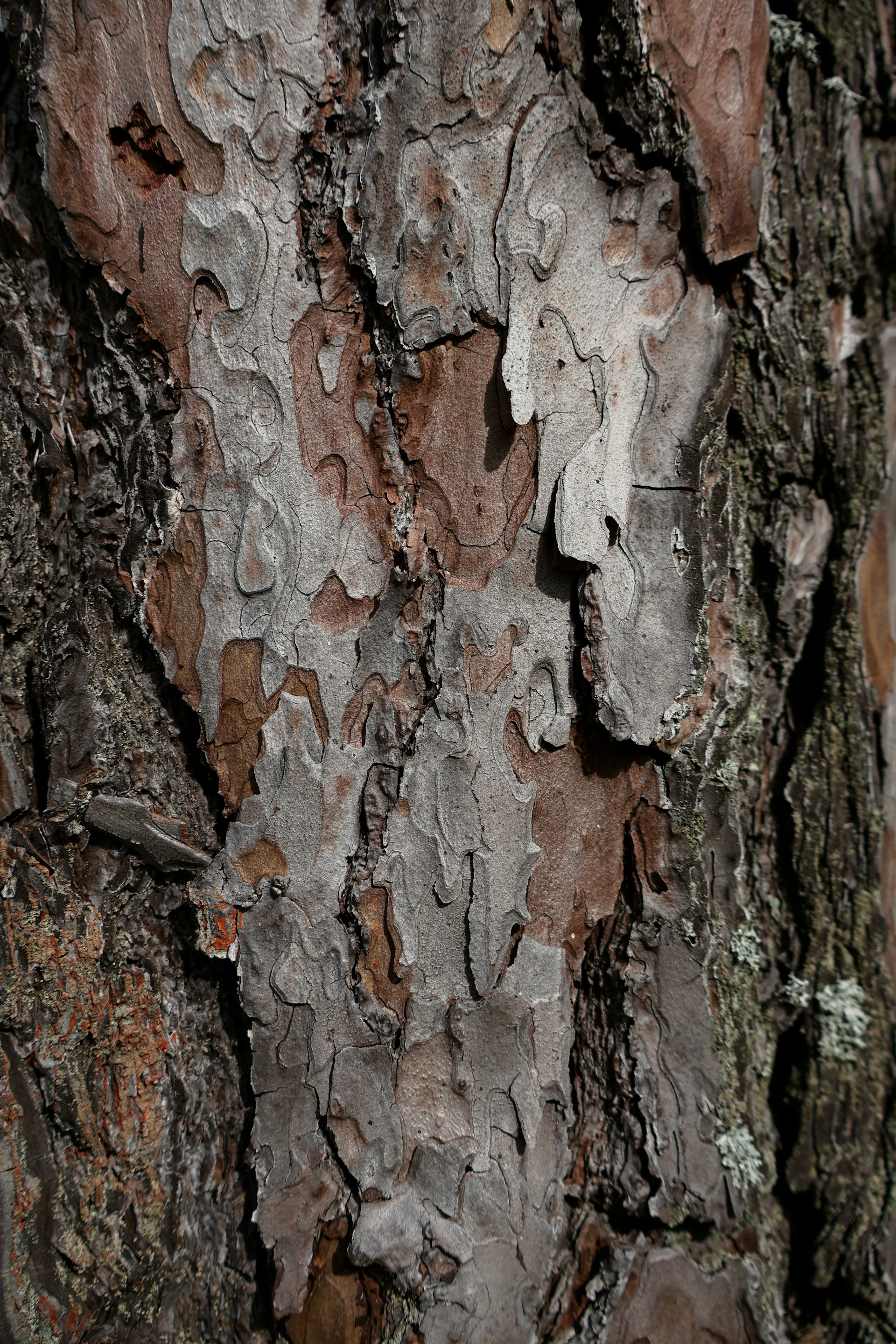 A close up of the bark of a tree