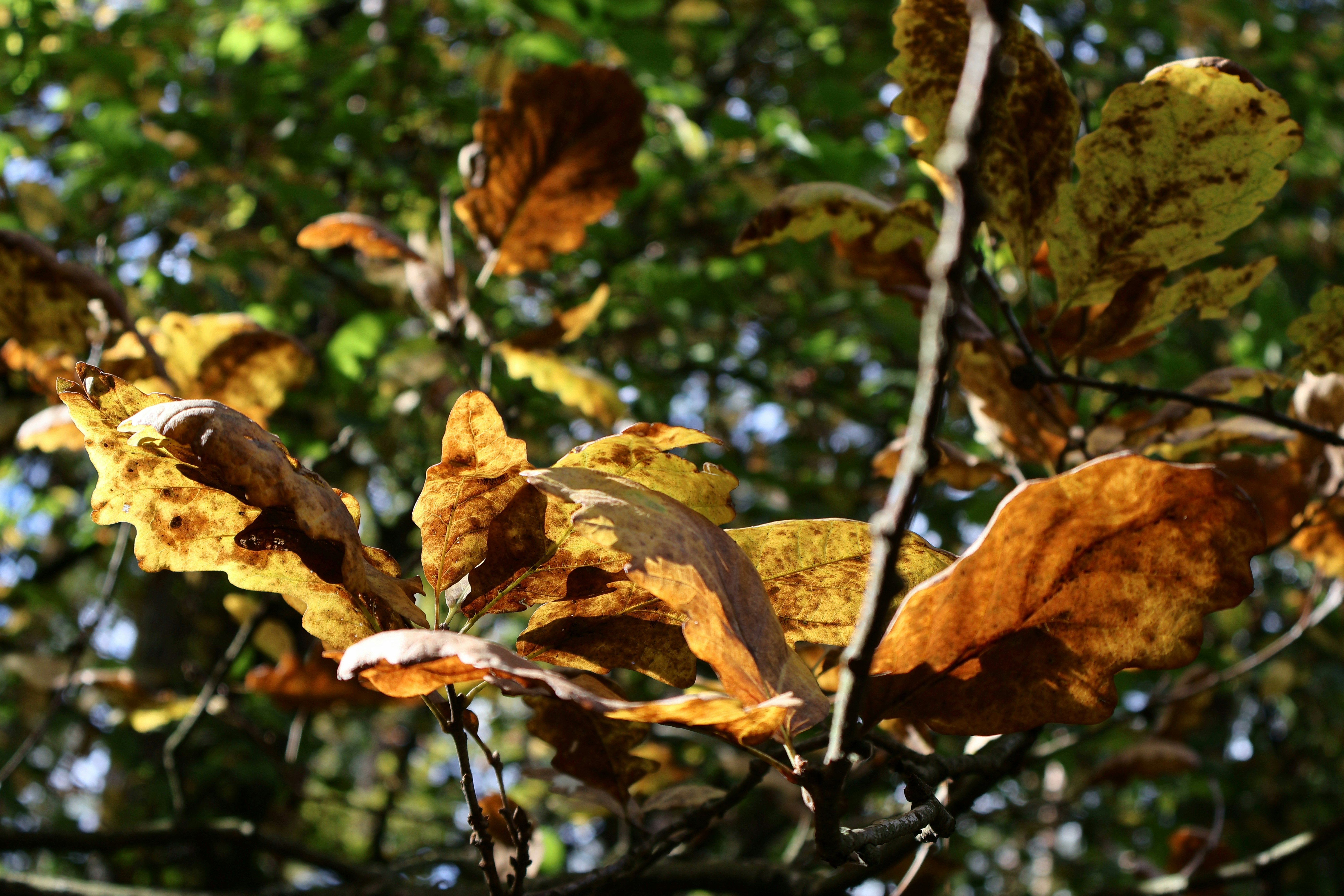 Photo by martin_lednar