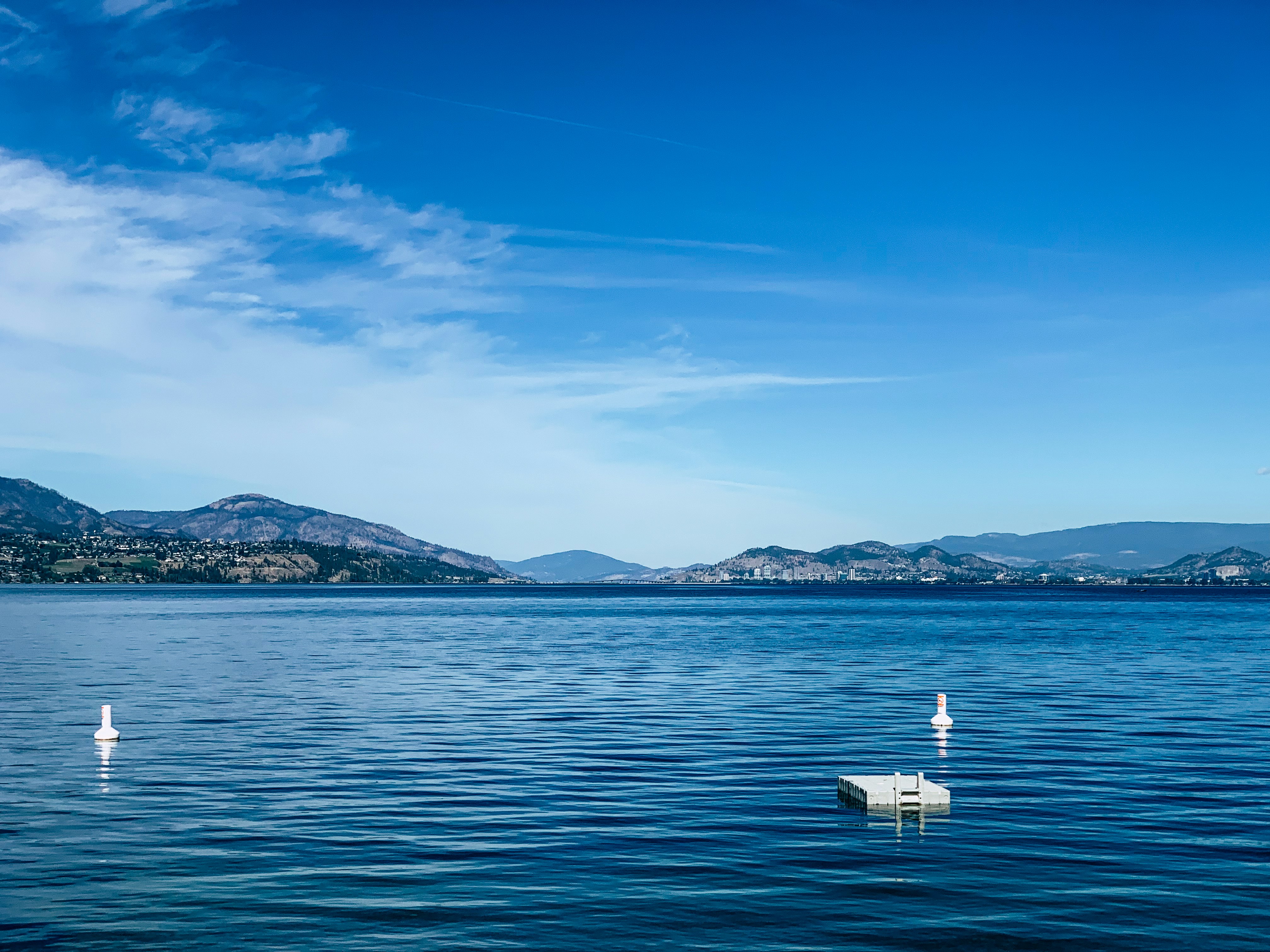 A couple of white swans floating on top of a lake
