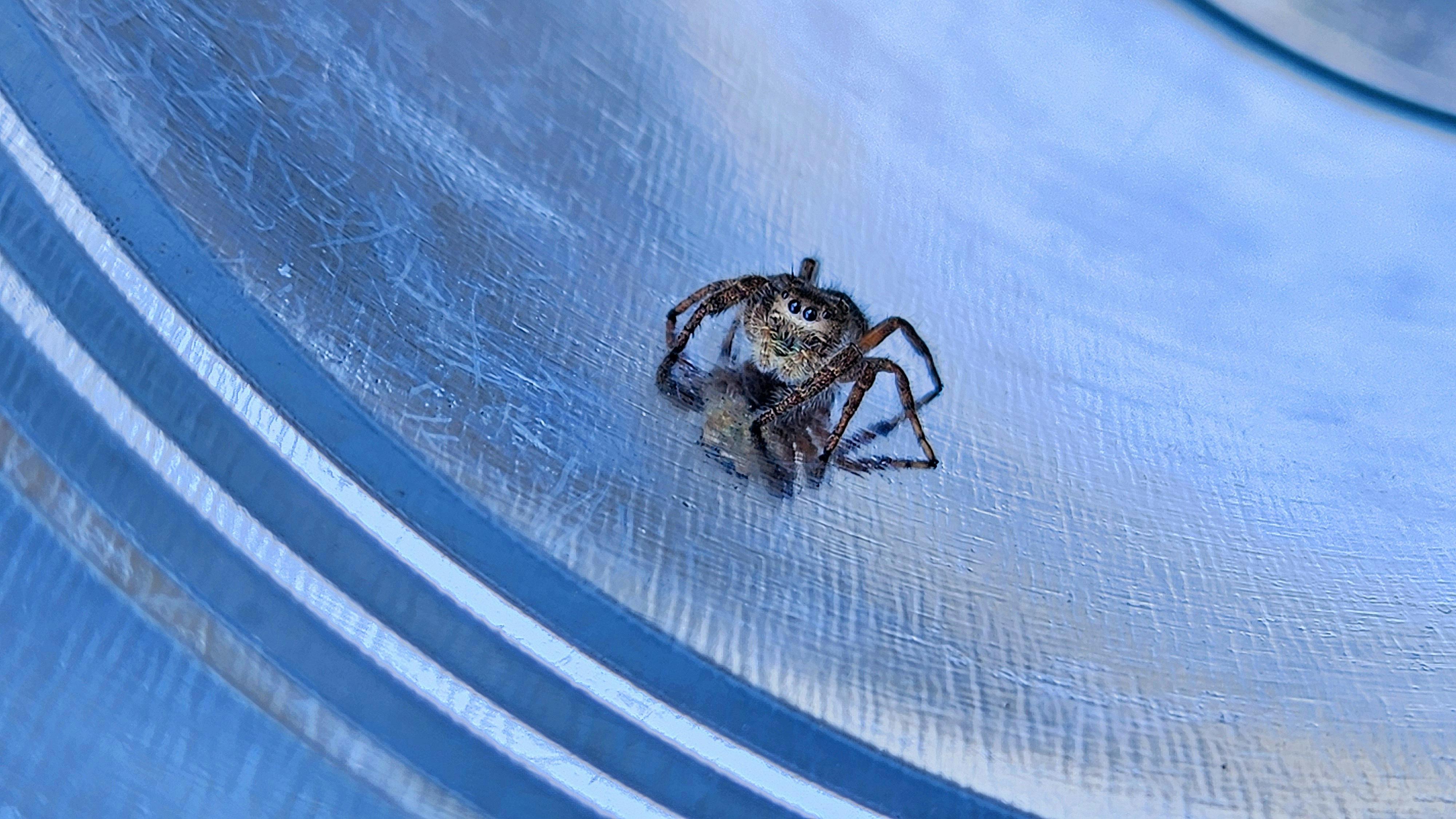 A spider crawling on a metal surface in a pool