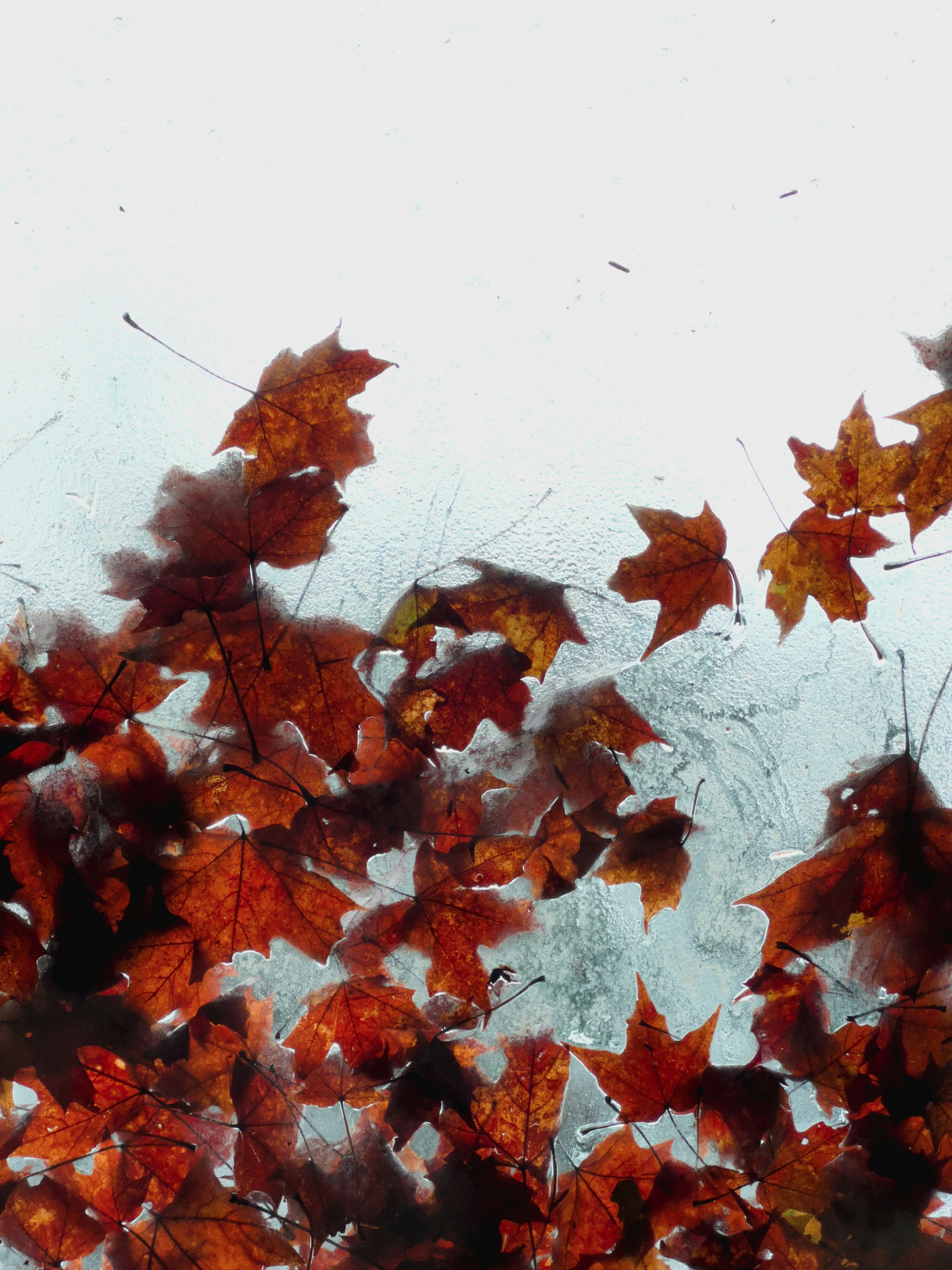 A bunch of leaves that are on a window