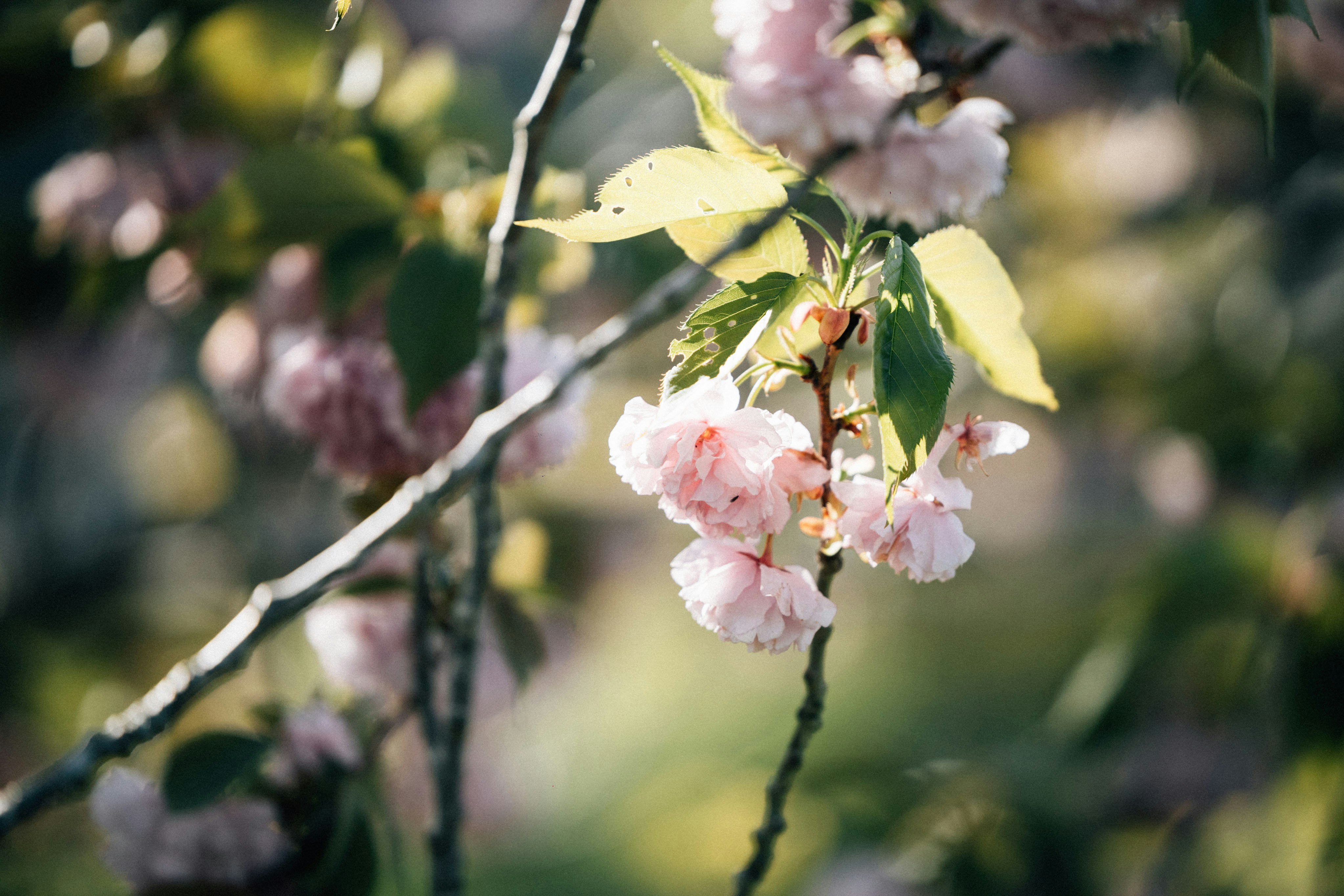 Photo by tsuyoshikozu