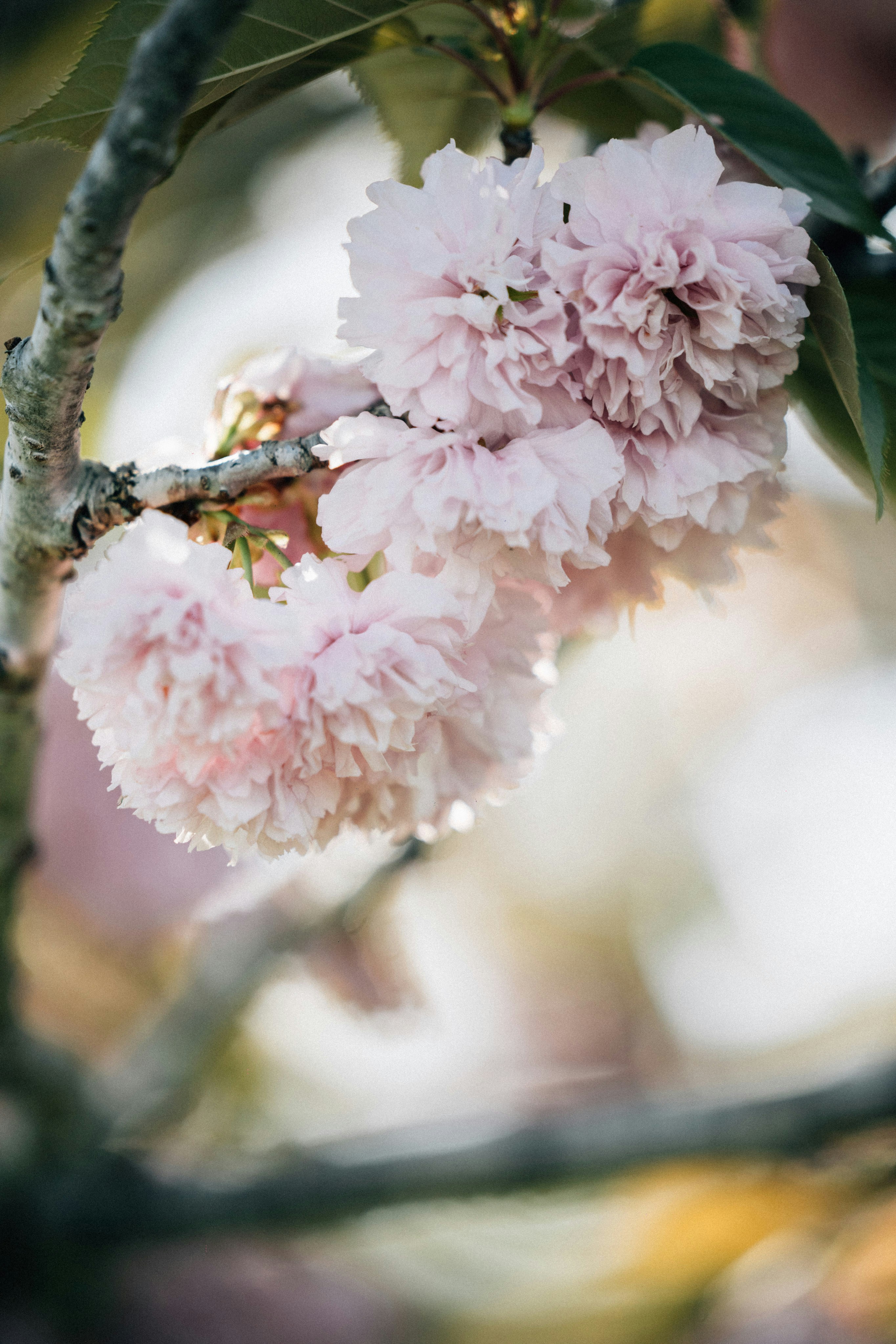 Photo by tsuyoshikozu