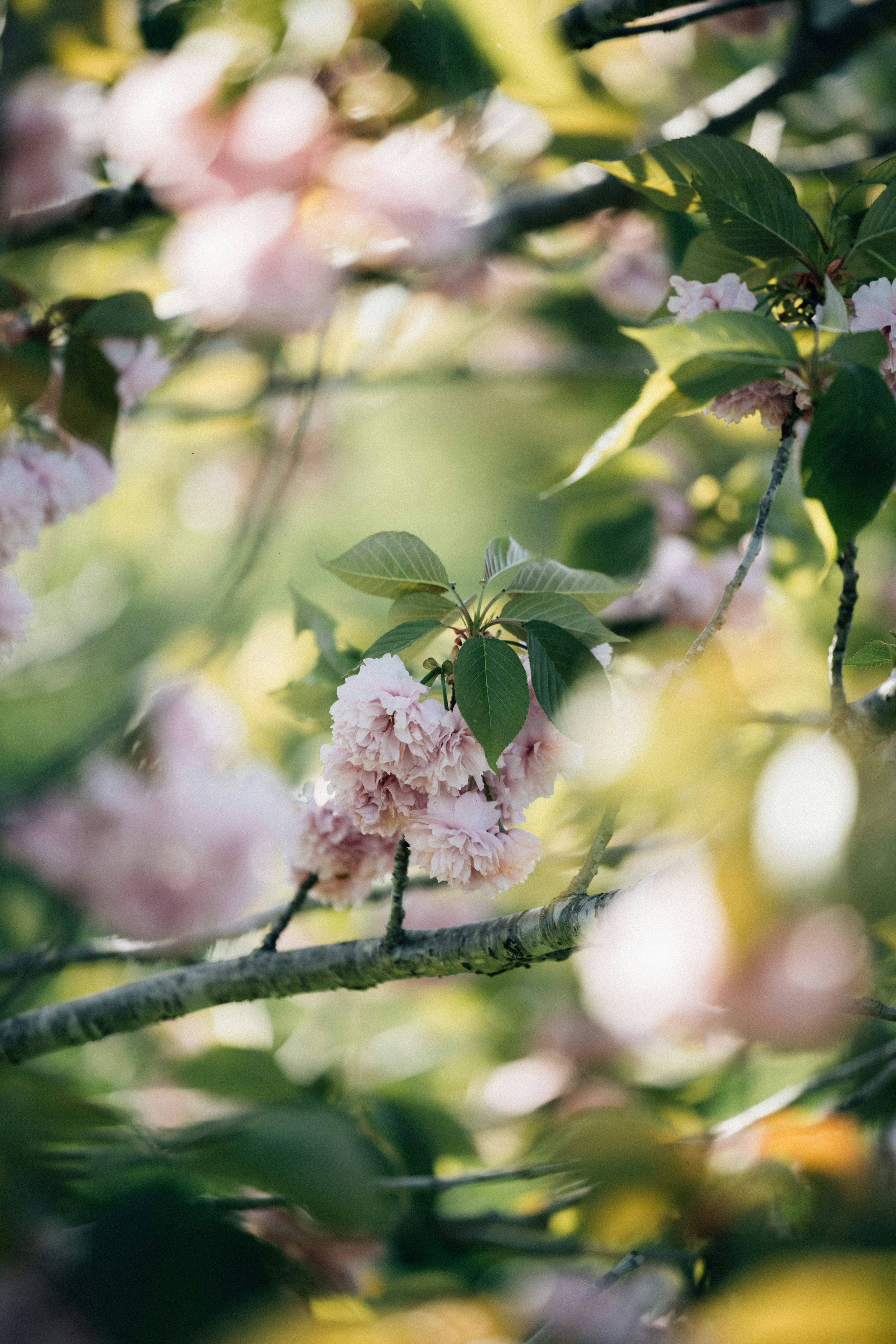 Photo by tsuyoshikozu