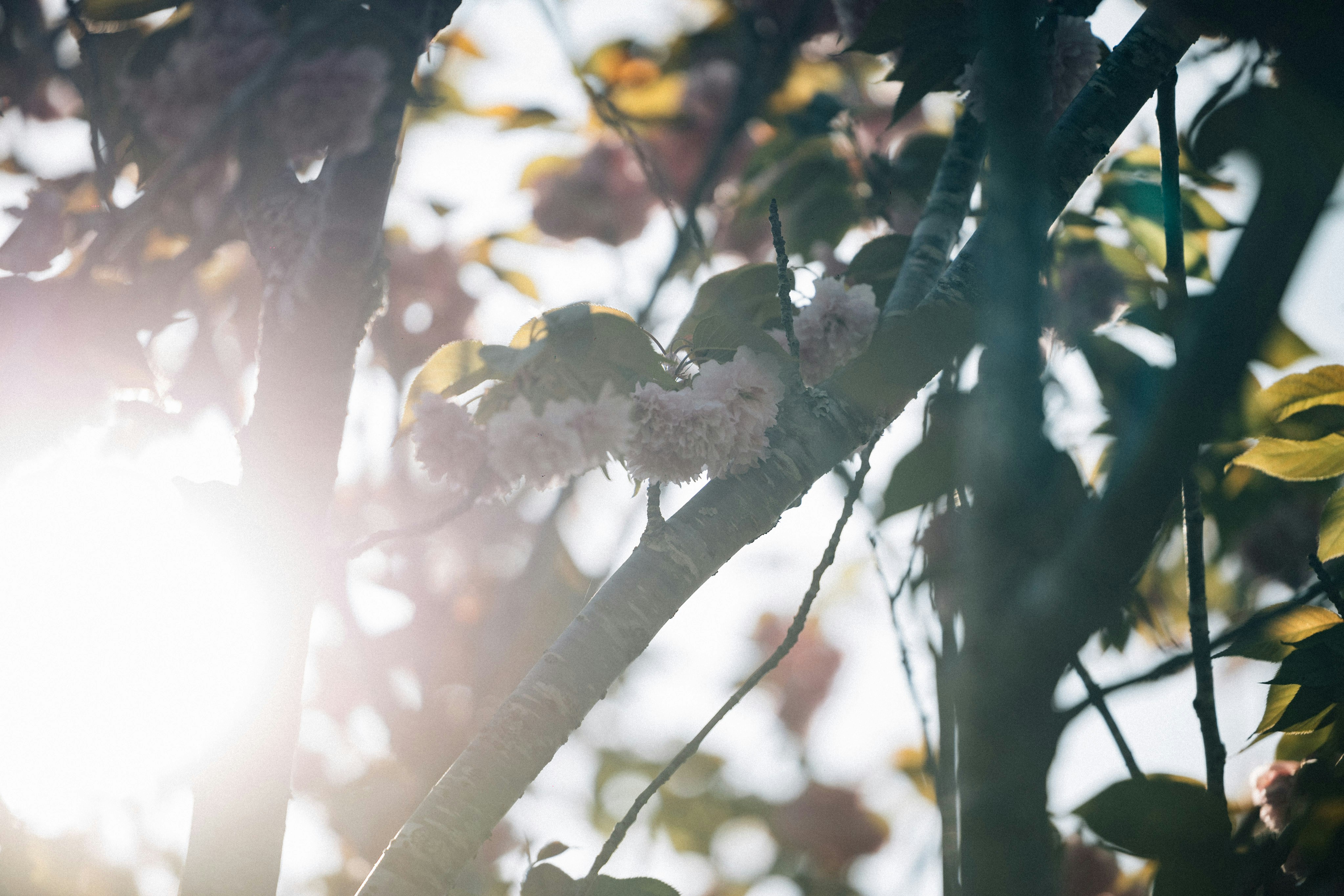 Photo by tsuyoshikozu